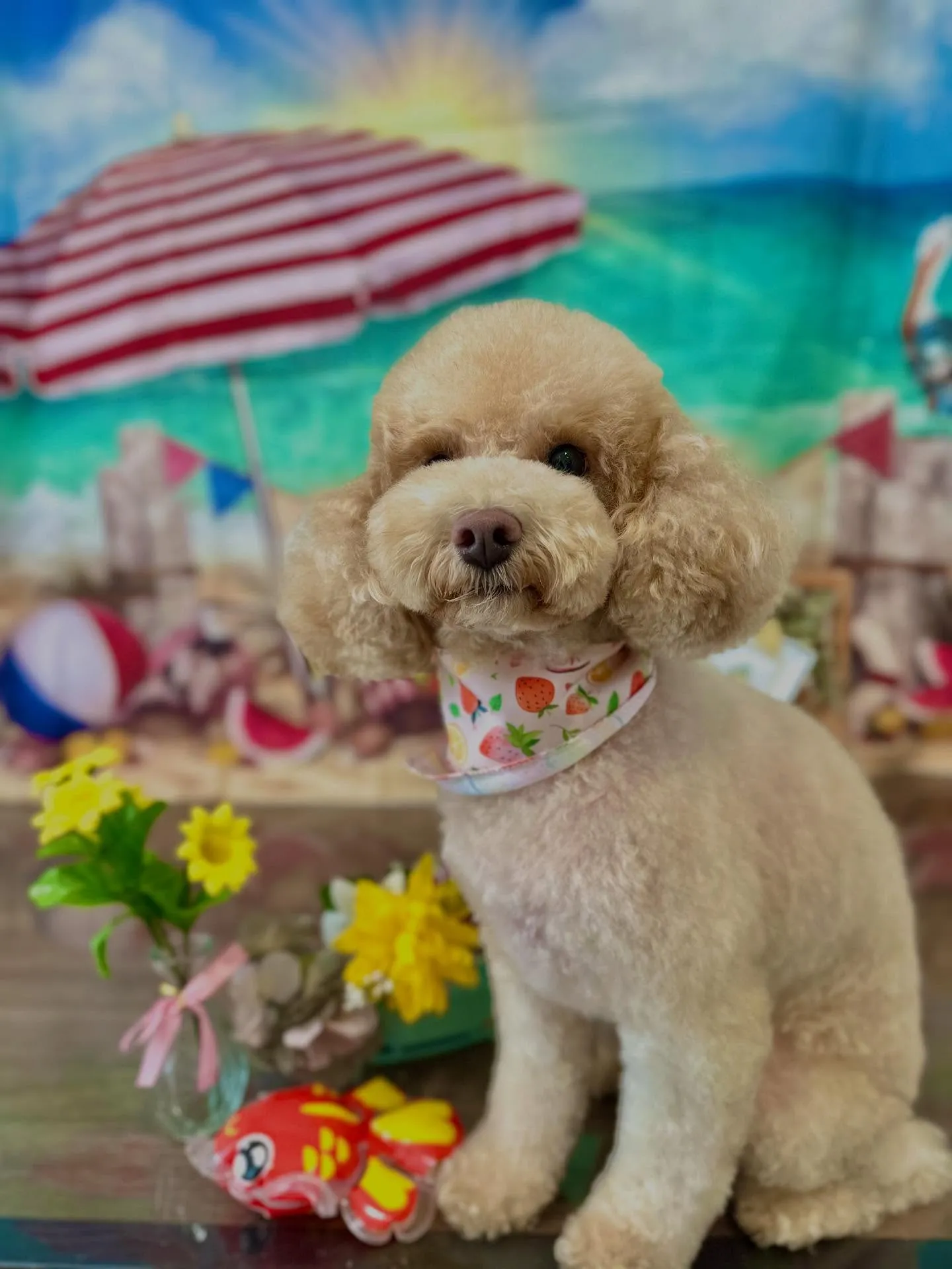 アップしきれなかったお手入れわんこさんたちです🐾