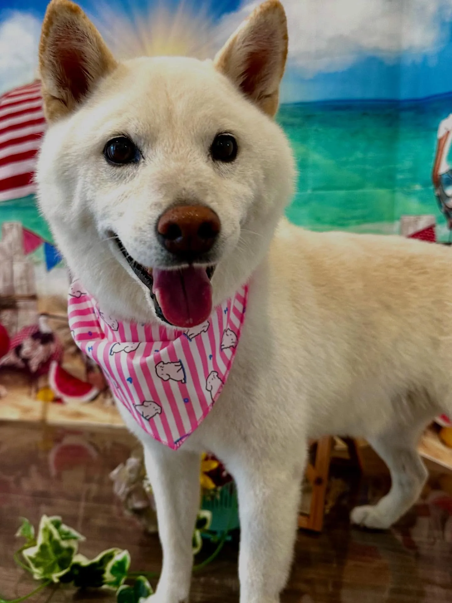 アップしきれなかったお手入れわんこさんたちです🐾