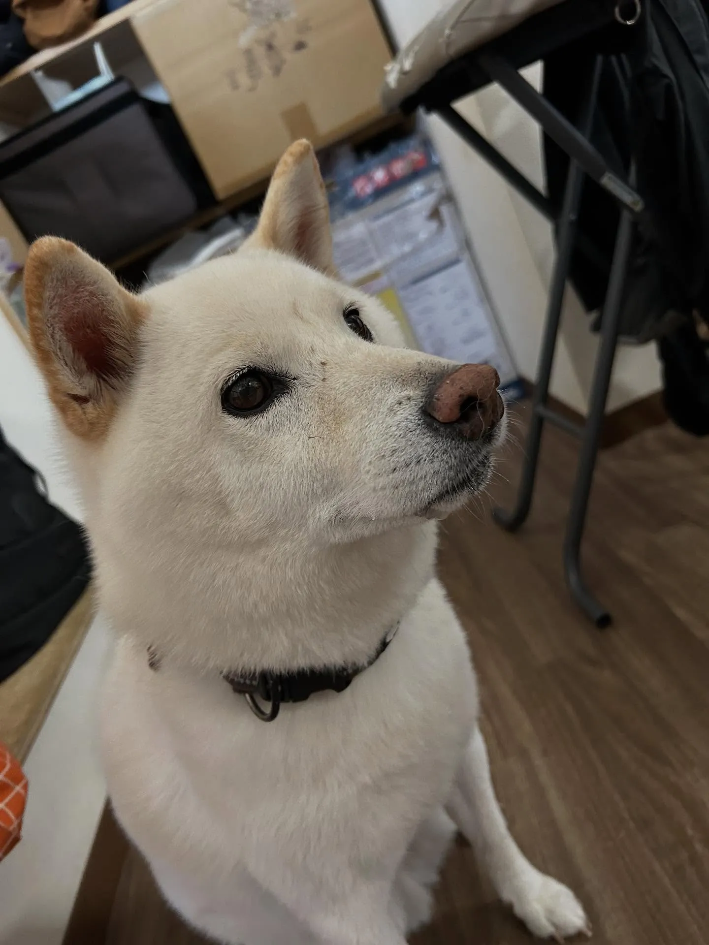 アップしきれなかったお手入れわんこさんたちです🐾