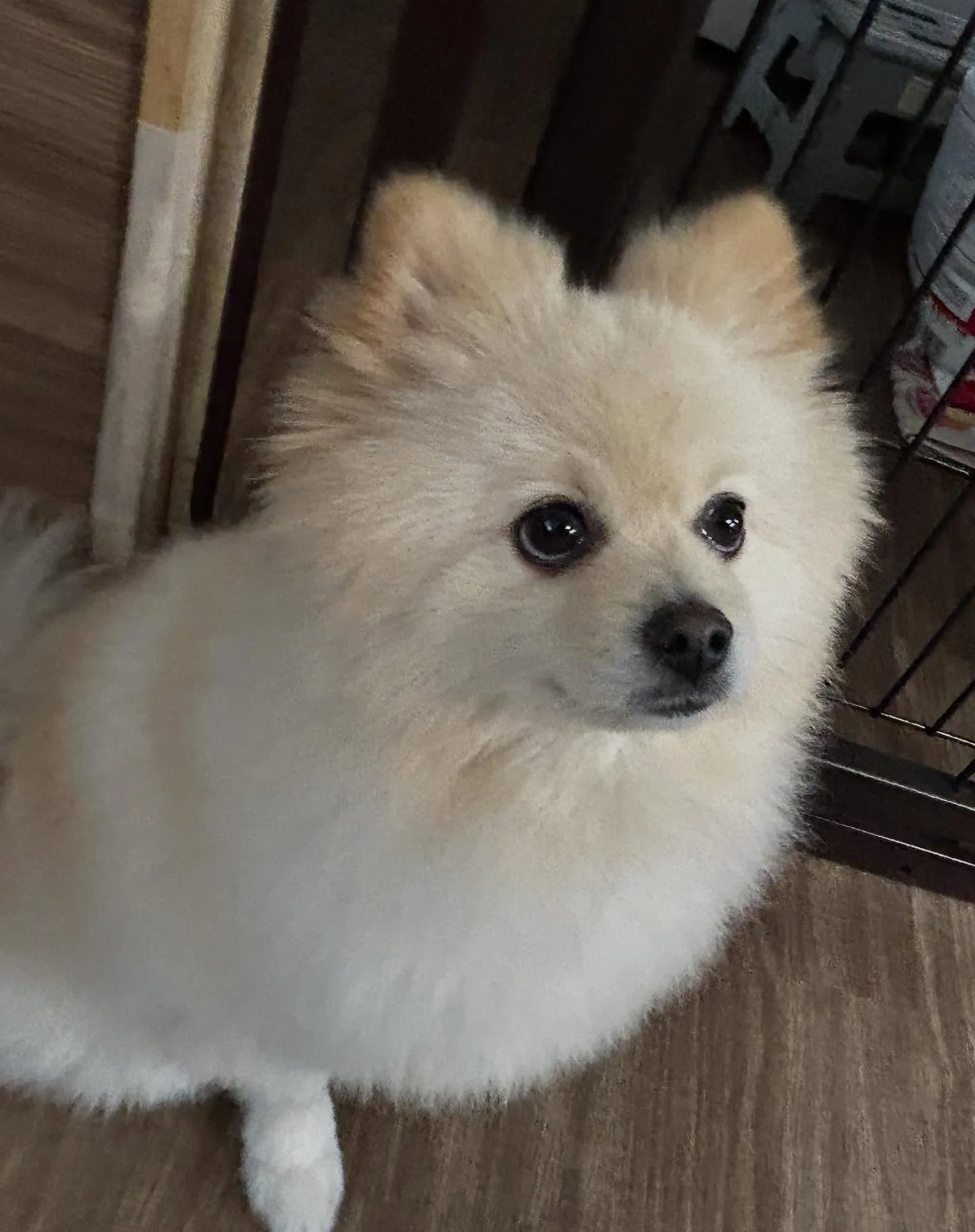 今日はジャペルの展示会に行ってきました✨️