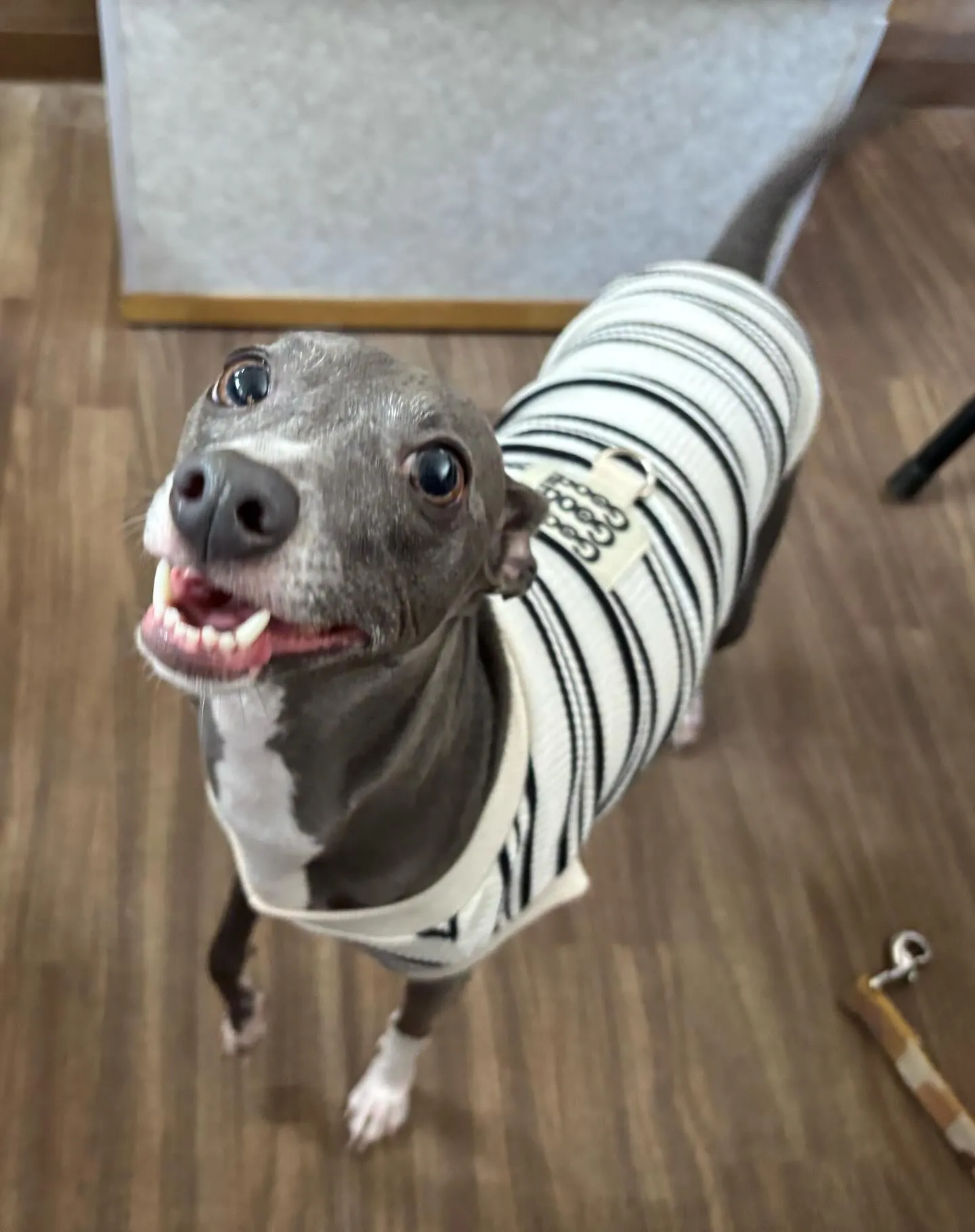 今日はジャペルの展示会に行ってきました✨️