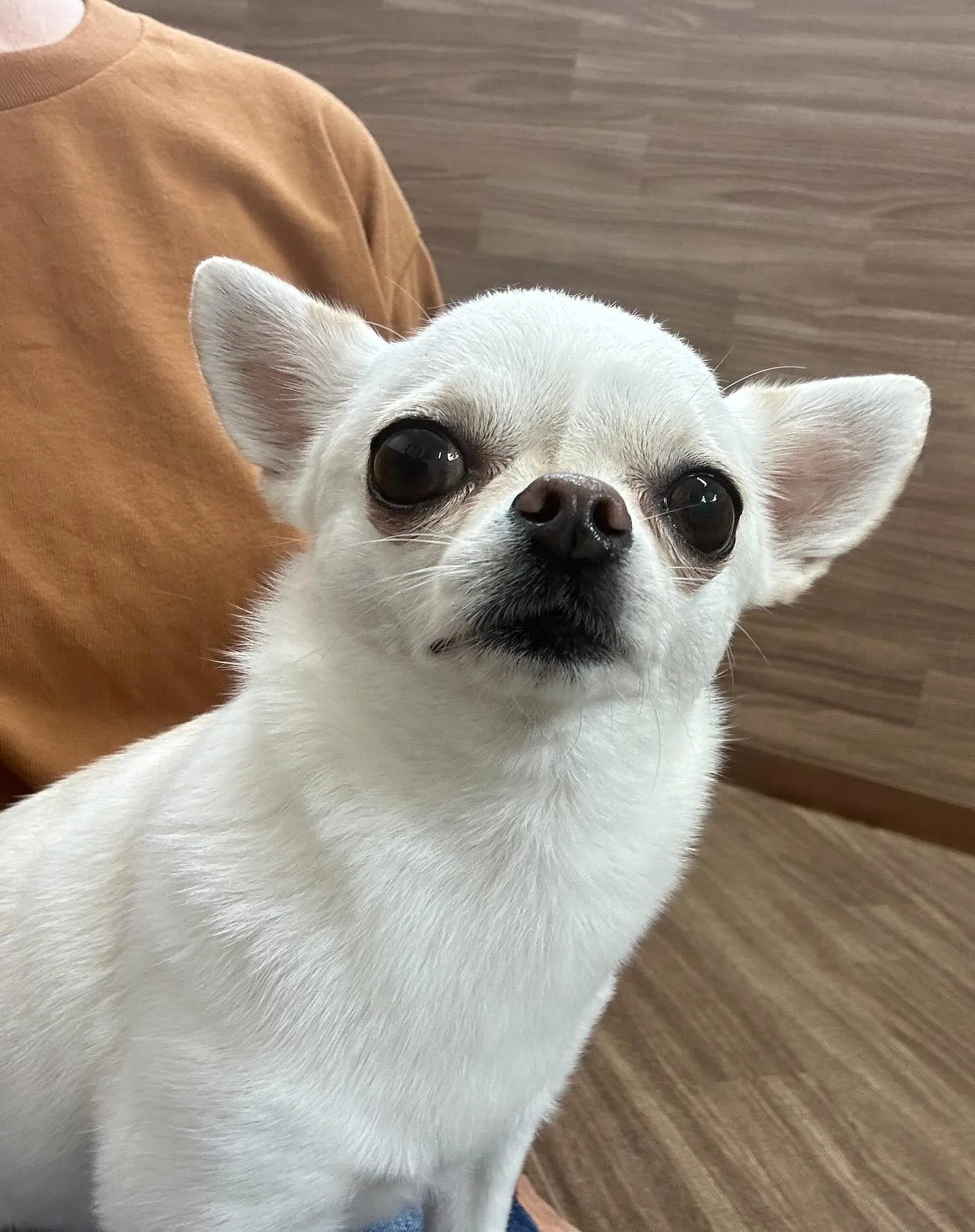 今日はジャペルの展示会に行ってきました✨️