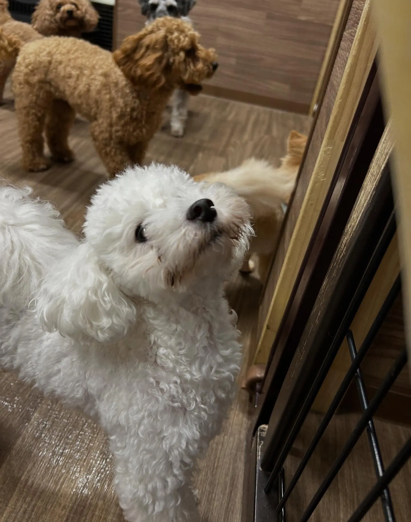 今日はジャペルの展示会に行ってきました✨️