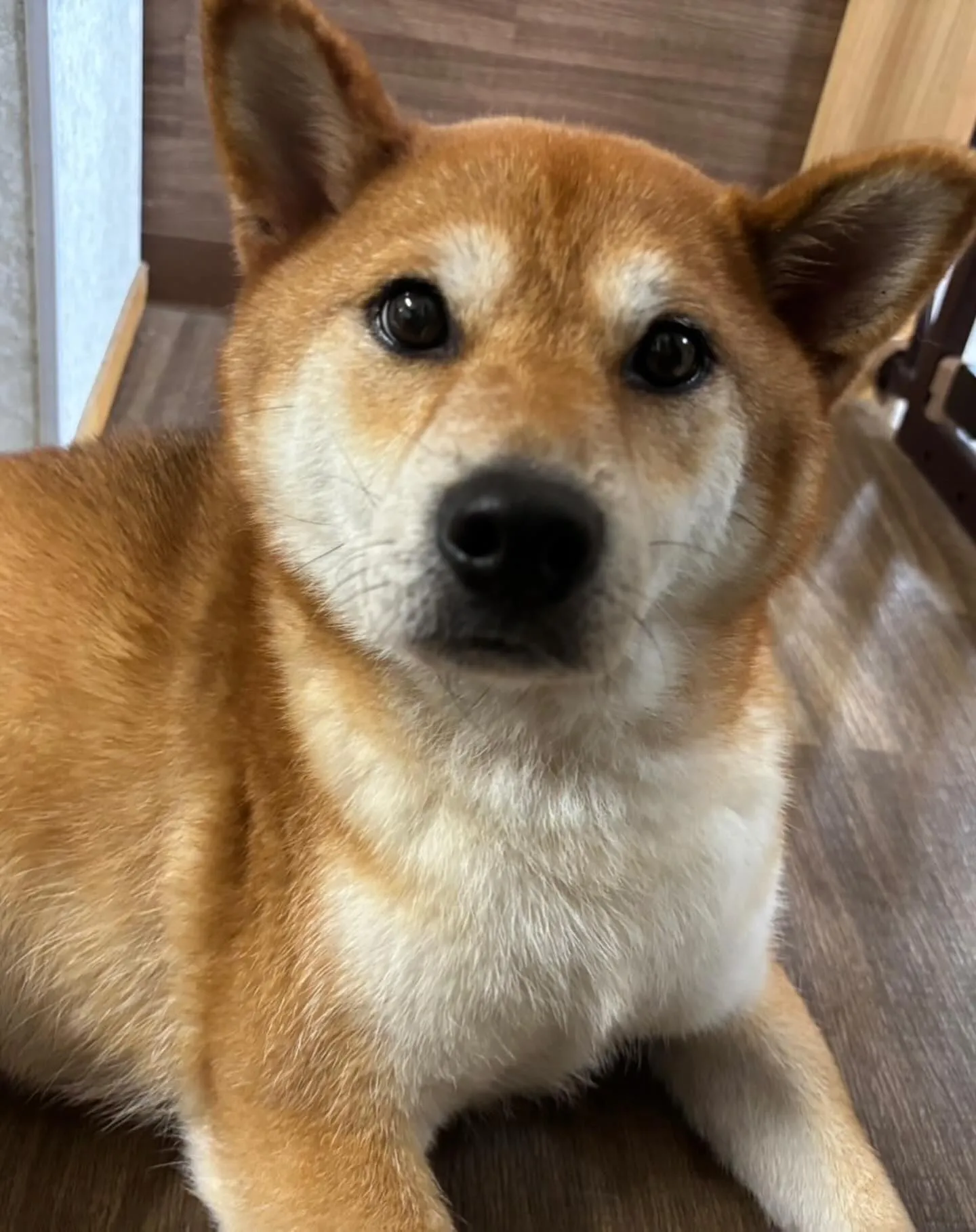 今日はジャペルの展示会に行ってきました✨️