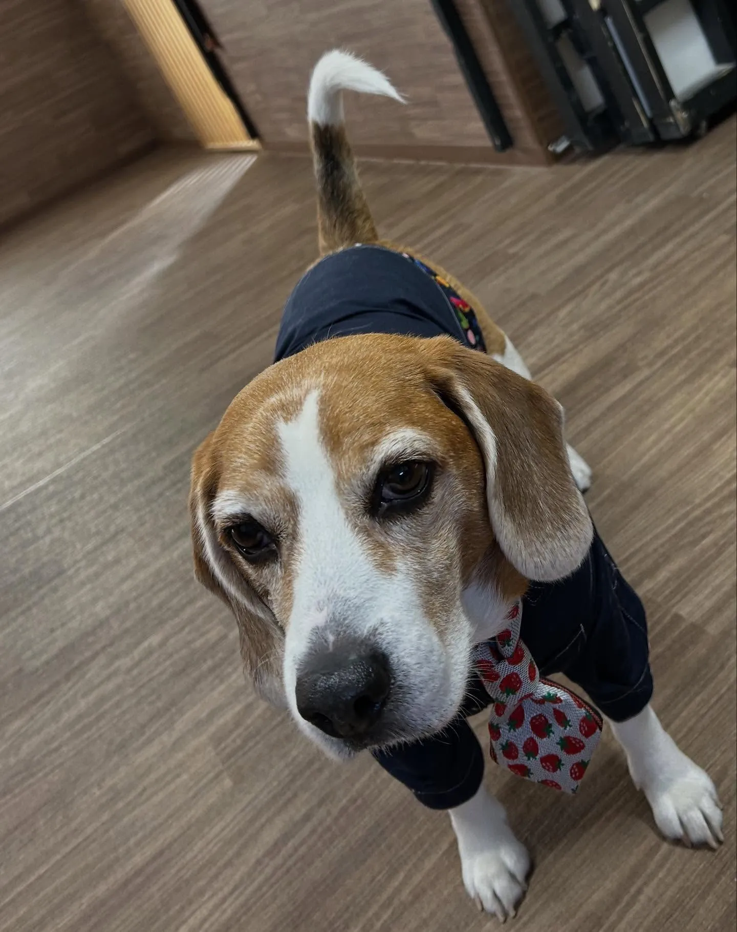 今日はジャペルの展示会に行ってきました✨️