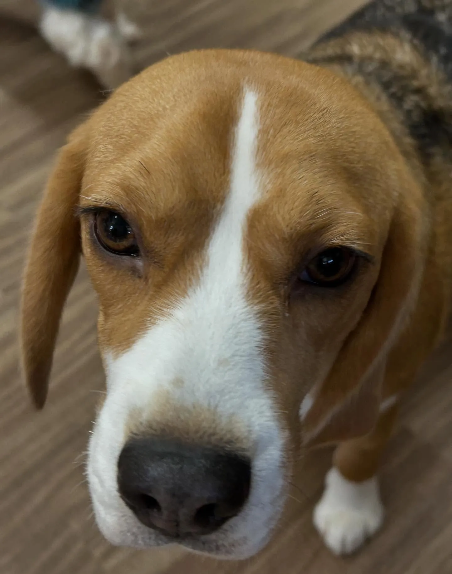 今日はジャペルの展示会に行ってきました✨️