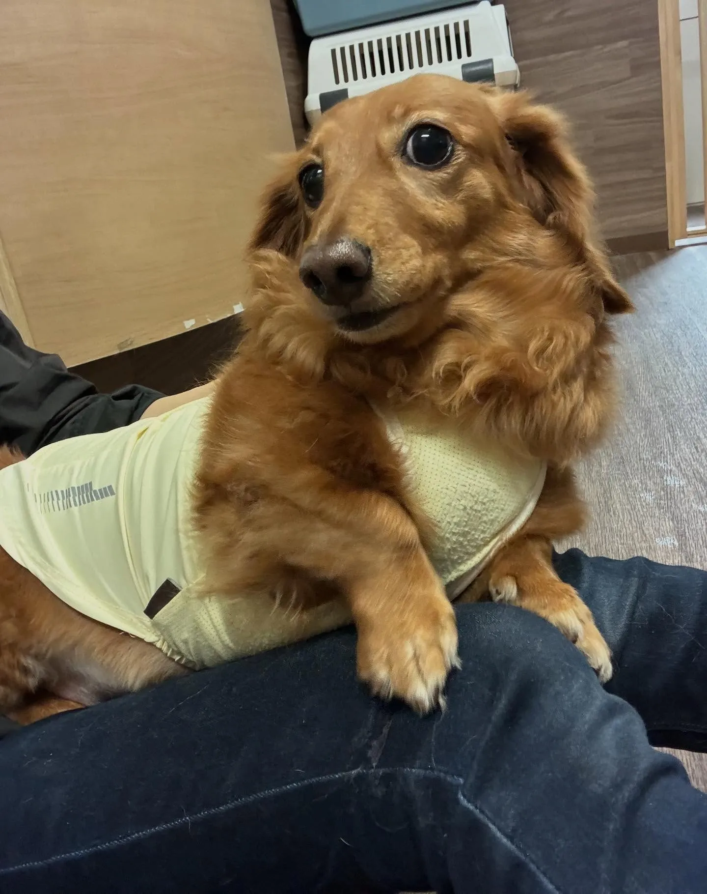 今日はジャペルの展示会に行ってきました✨️