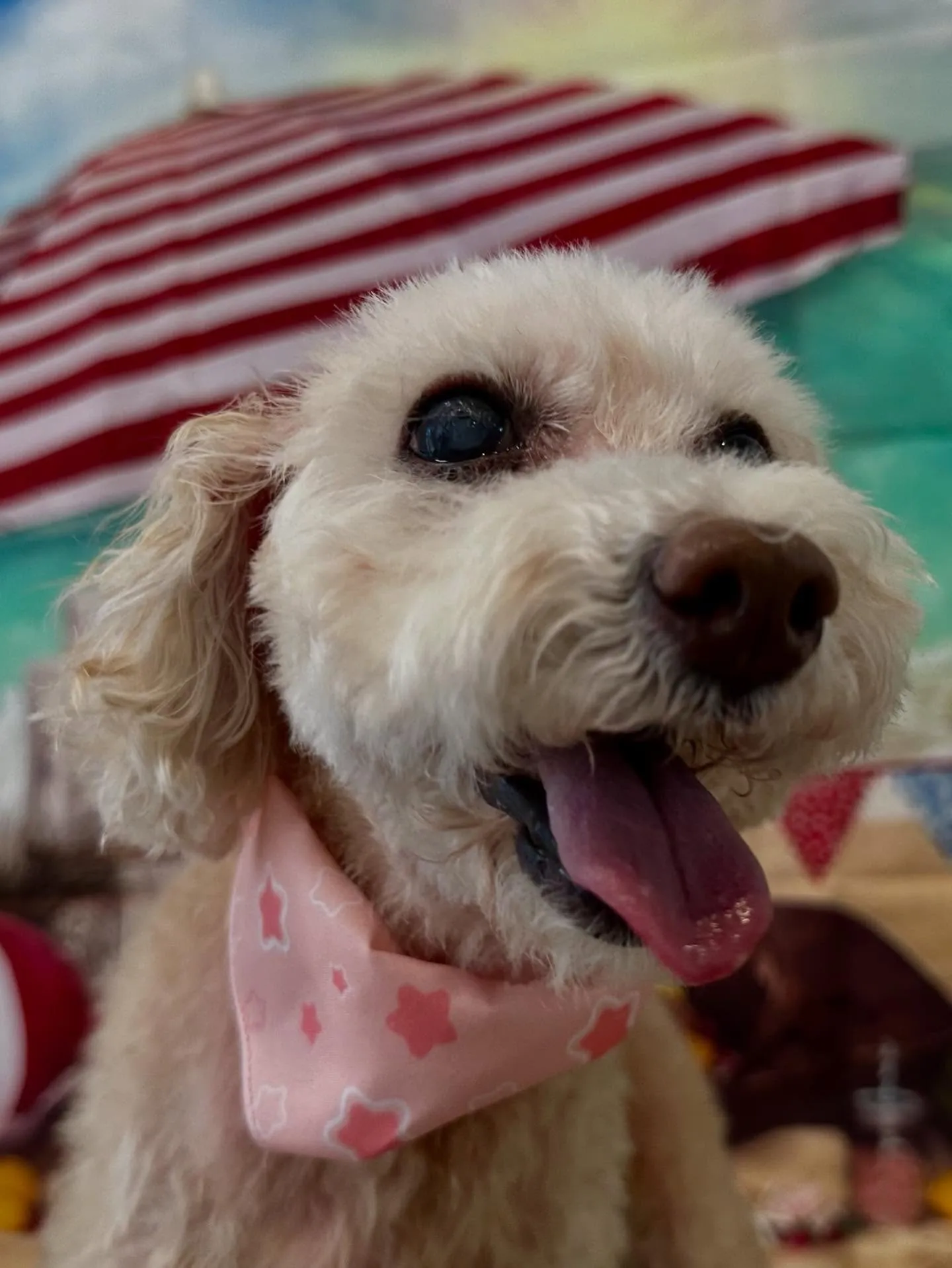 先月アップしきれなかったお手入れわんこたちです🎶