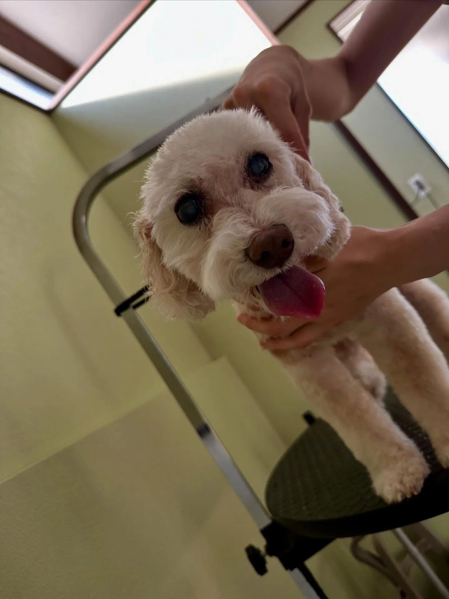 先月アップしきれなかったお手入れわんこたちです🎶