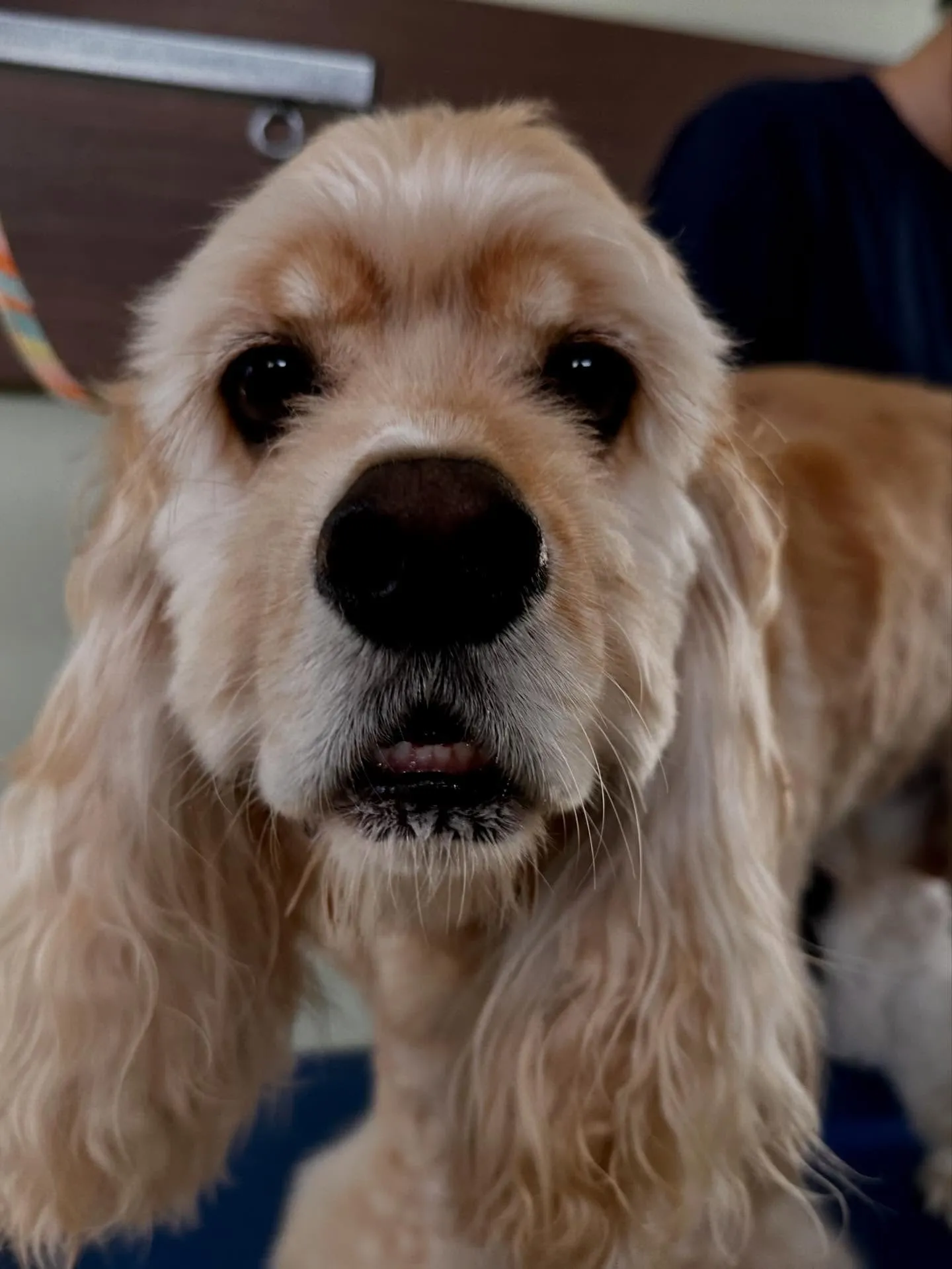 先月アップしきれなかったお手入れわんこたちです🎶