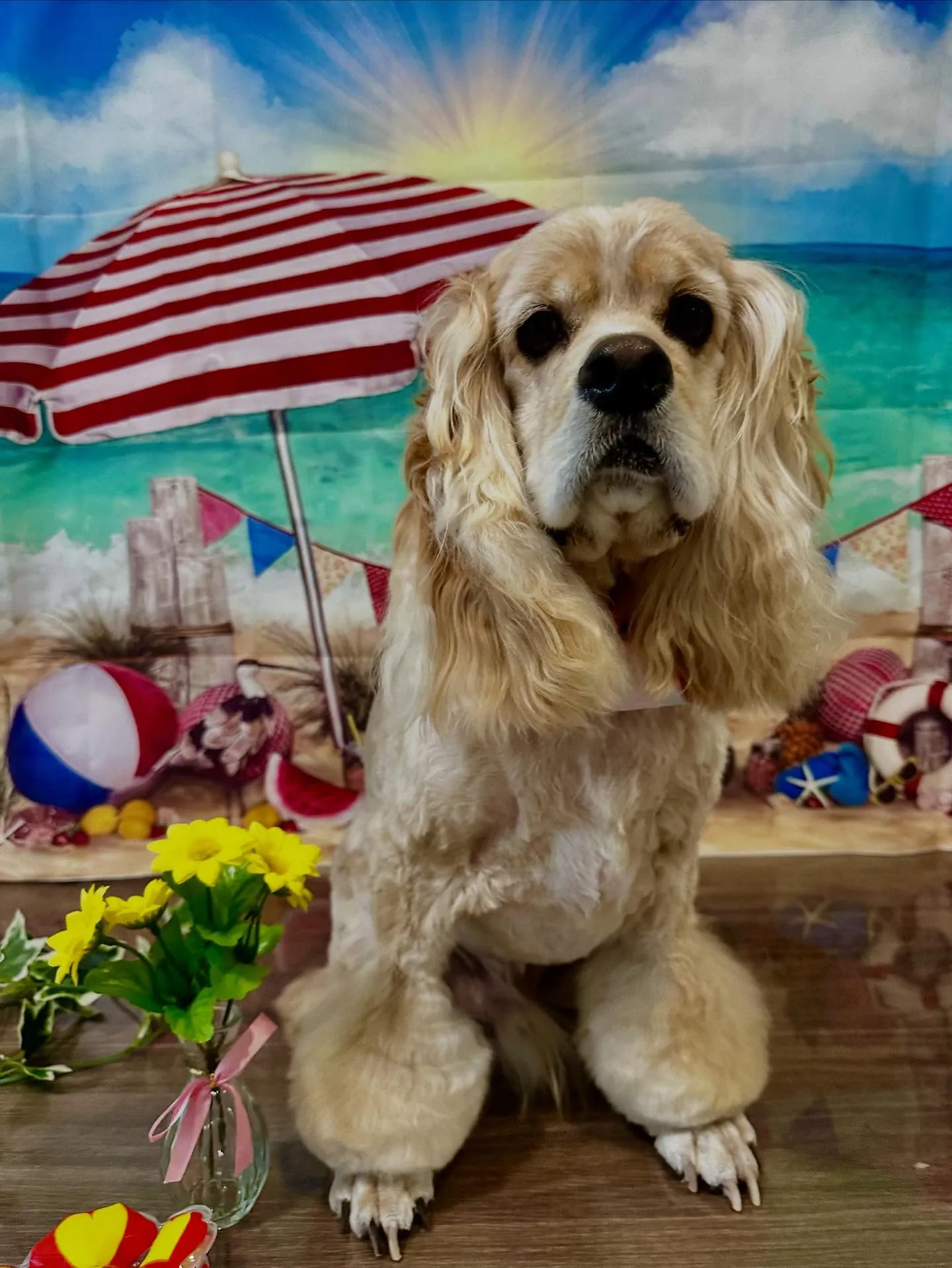 先月アップしきれなかったお手入れわんこたちです🎶