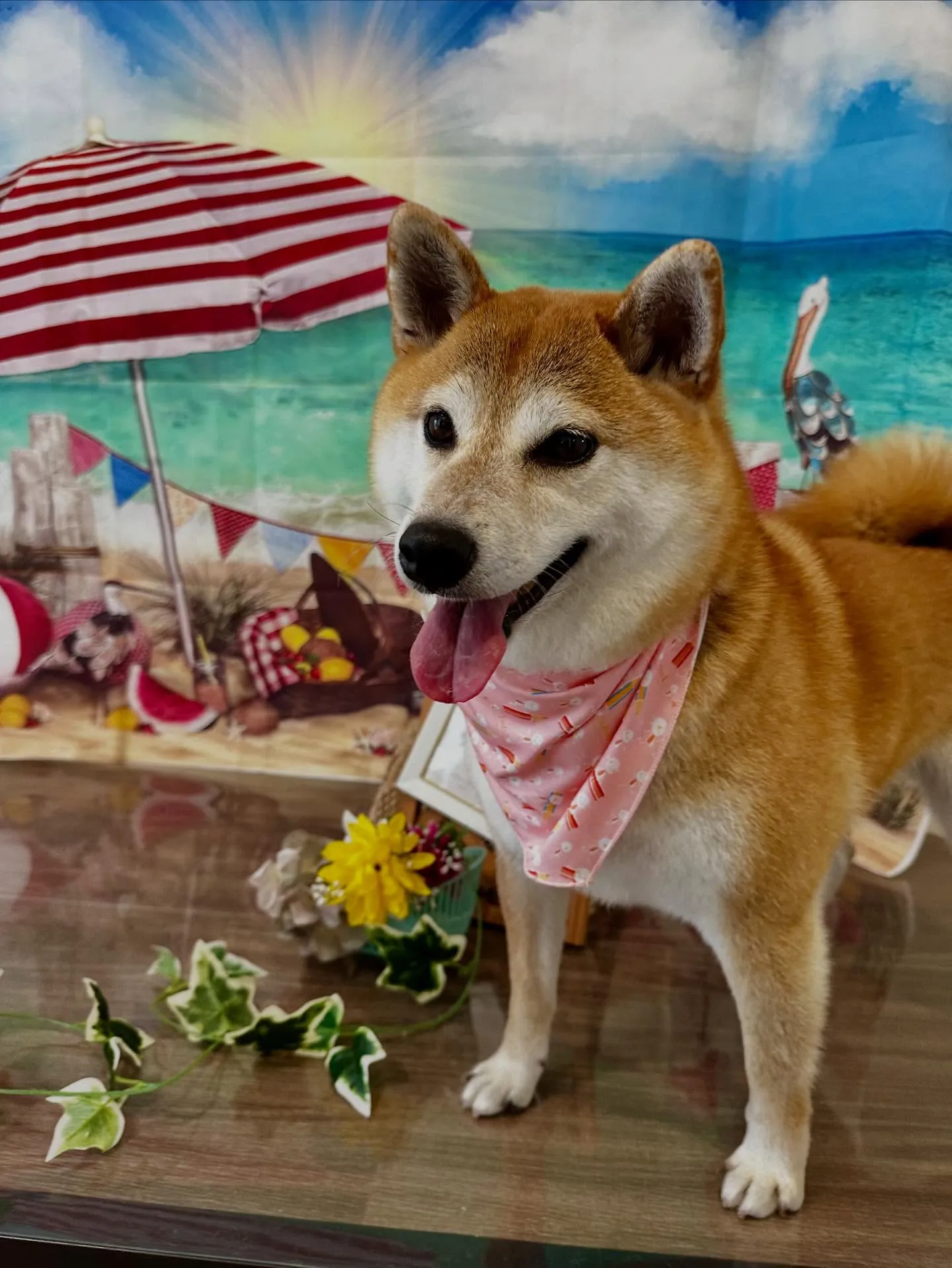 先月アップしきれなかったお手入れわんこたちです🎶