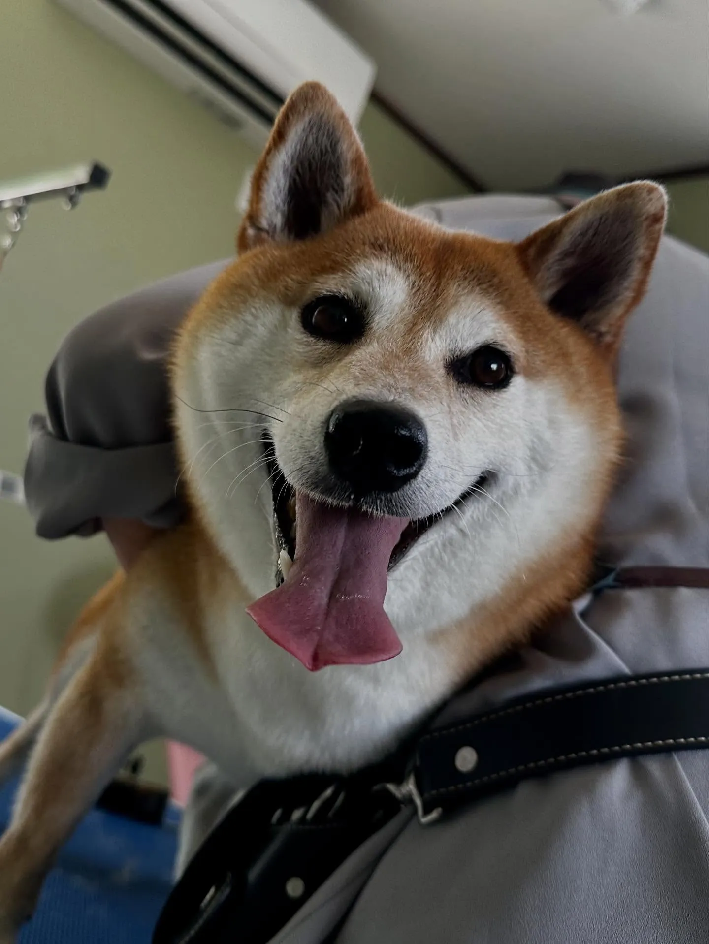 先月アップしきれなかったお手入れわんこたちです🎶