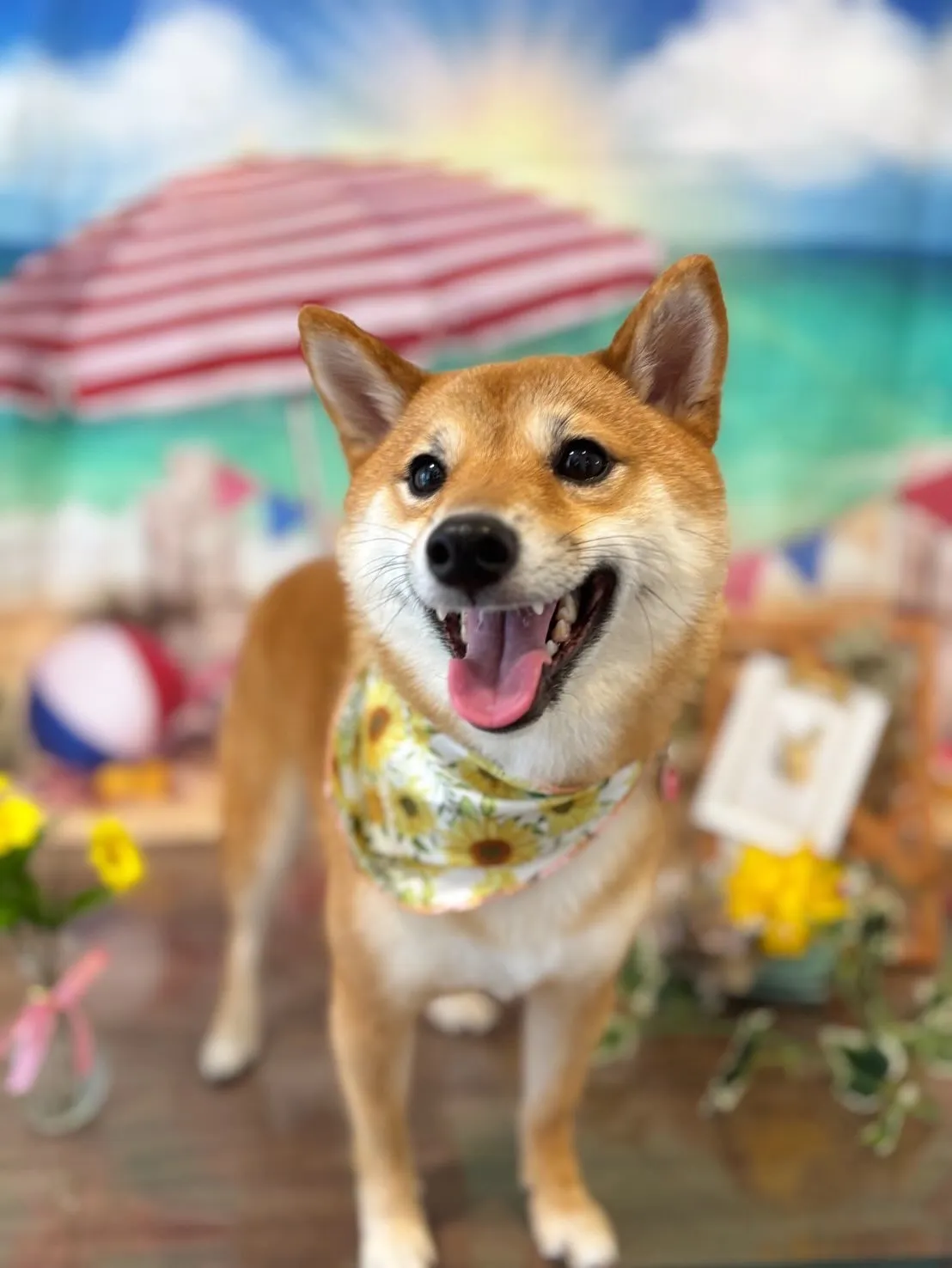 先月アップしきれなかったお手入れわんこたちです🎶