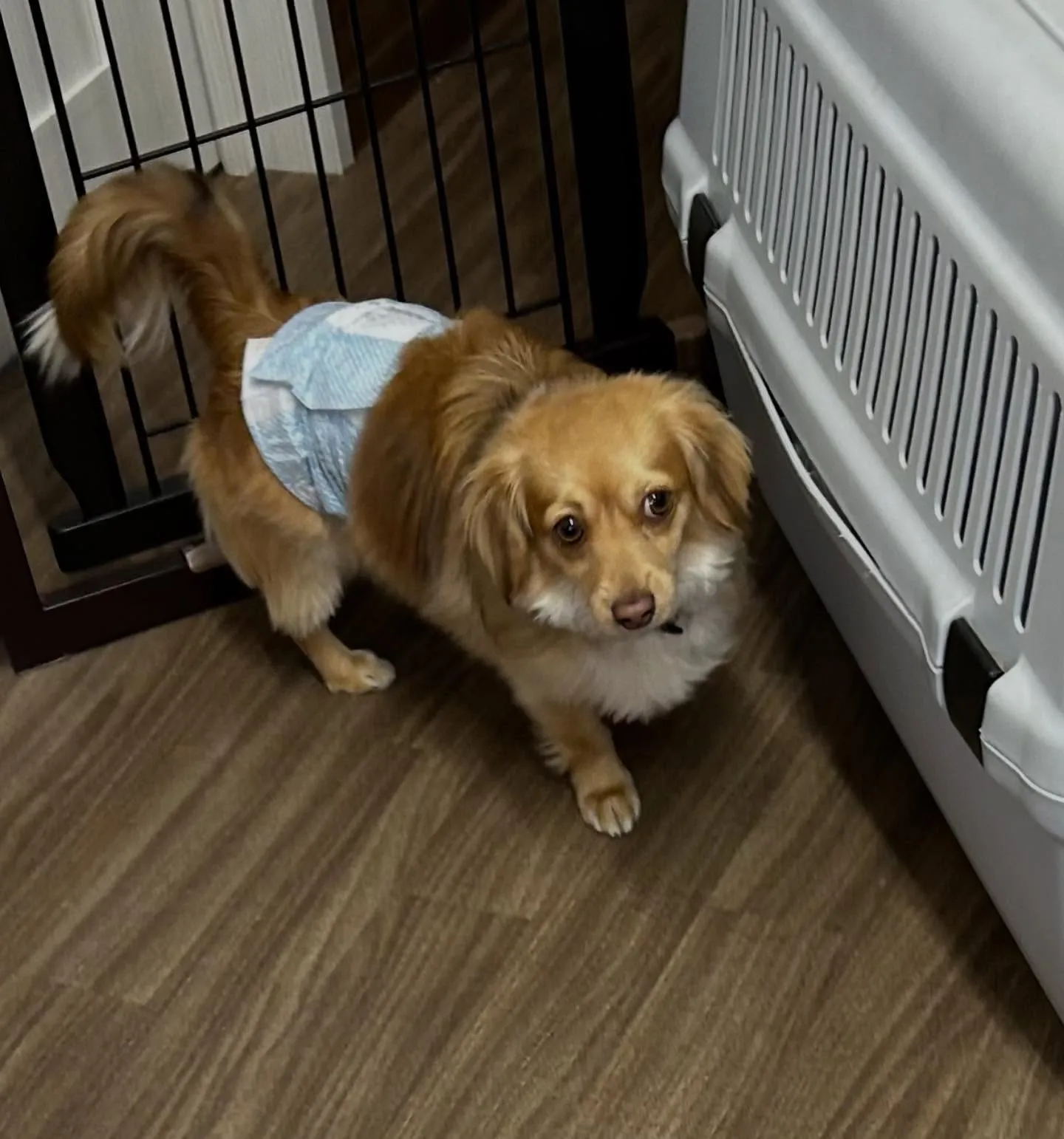 入会してくれた蓮くんです🌼