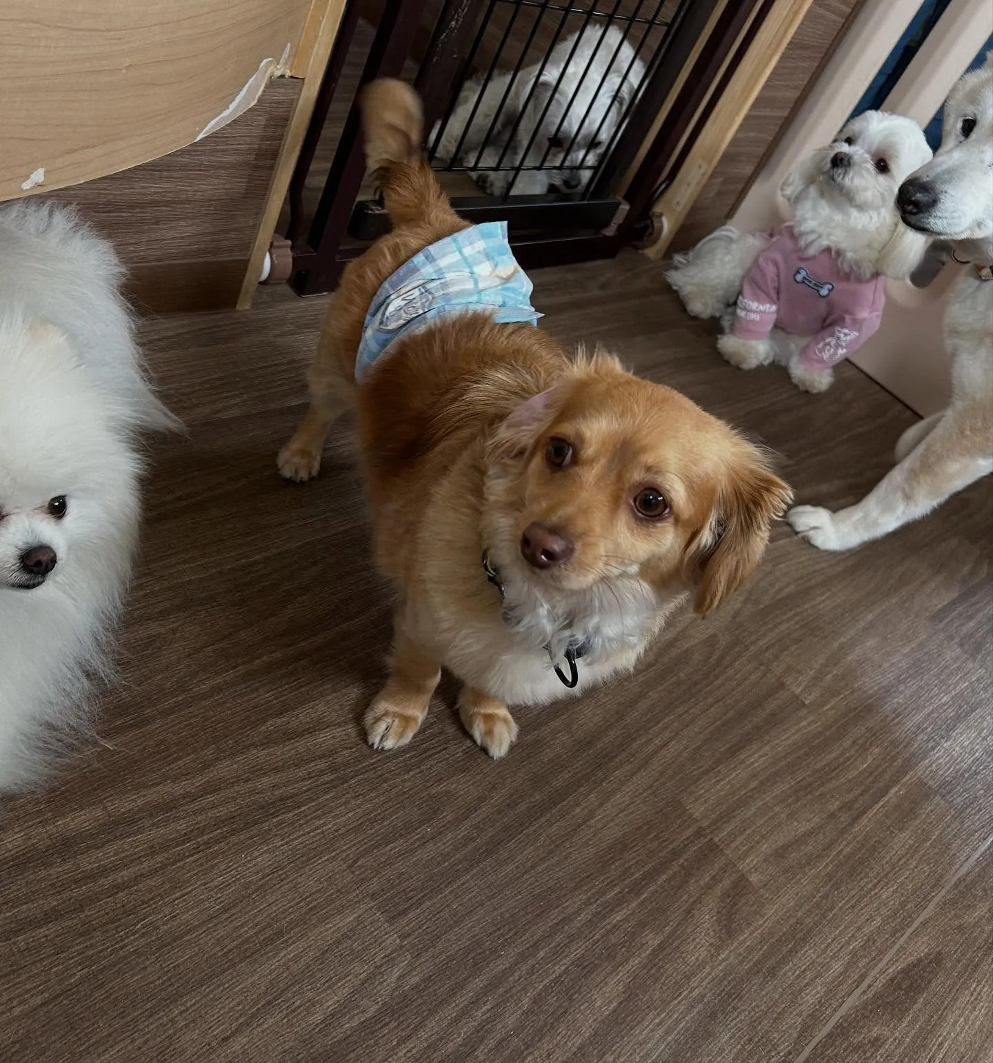 入会してくれた蓮くんです🌼