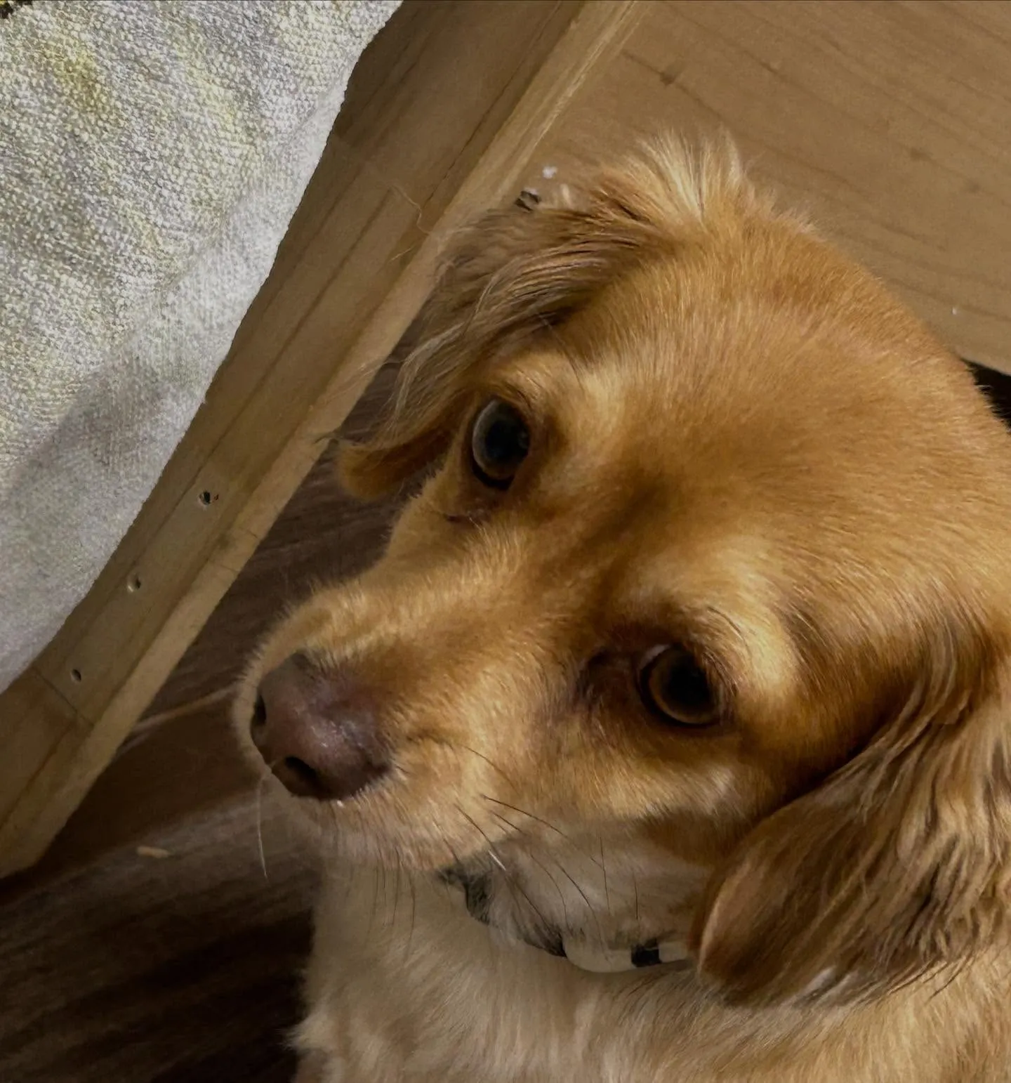 入会してくれた蓮くんです🌼