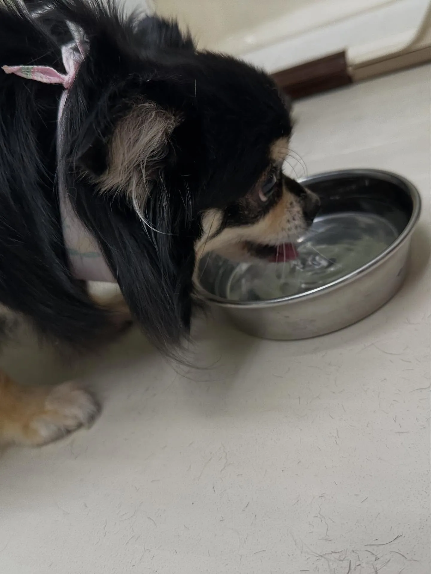 先月アップしきれなかったお手入れわんこたちです🐾