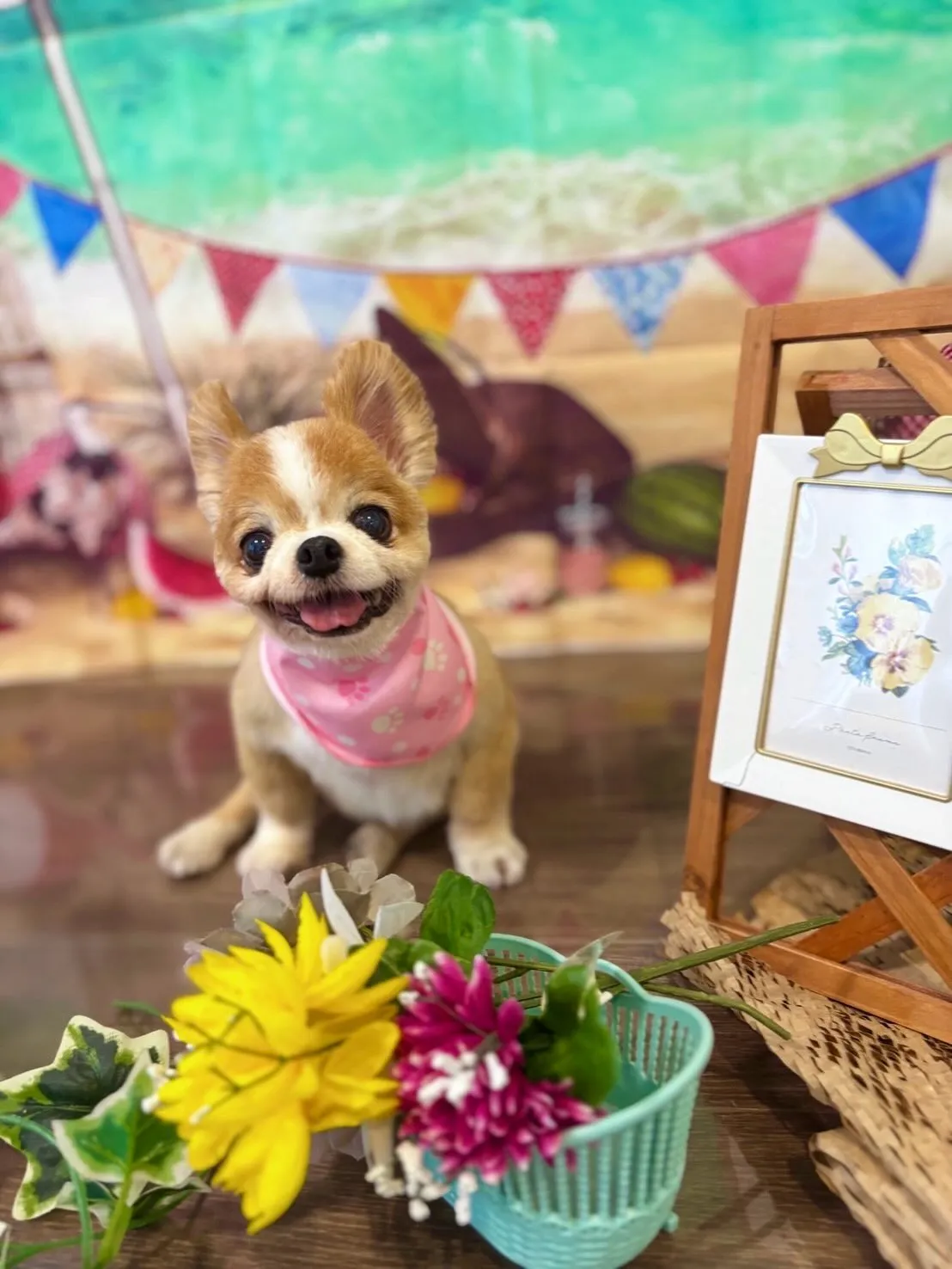 先月アップしきれなかったお手入れわんこたちです🐾