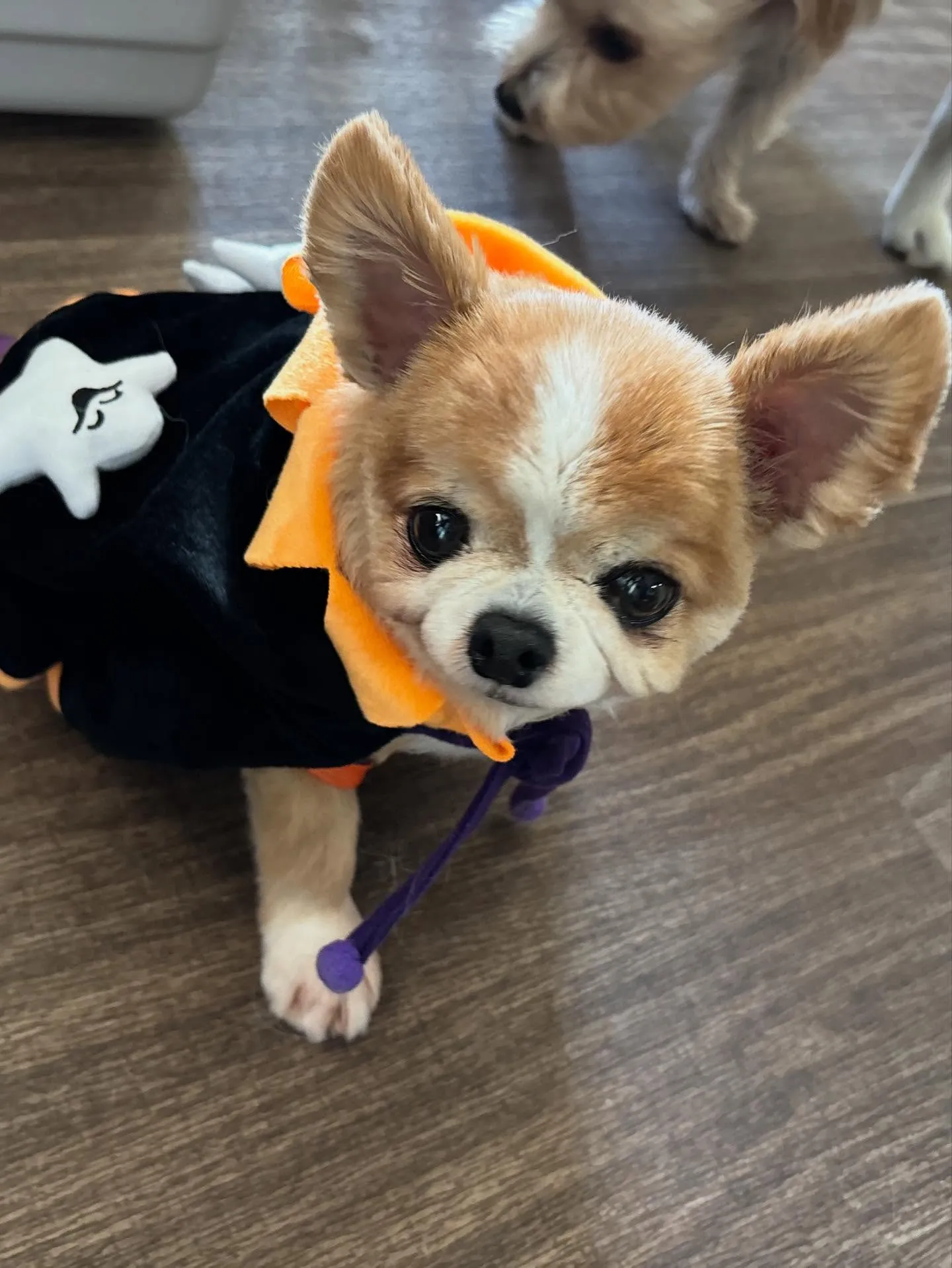 先月アップしきれなかったお手入れわんこたちです🐾