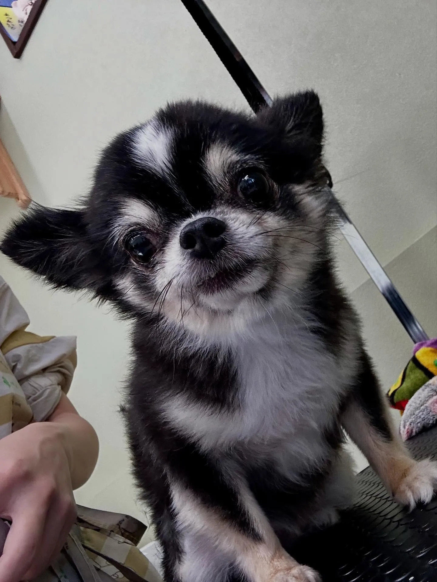 先月アップしきれなかったお手入れわんこたちです🐾