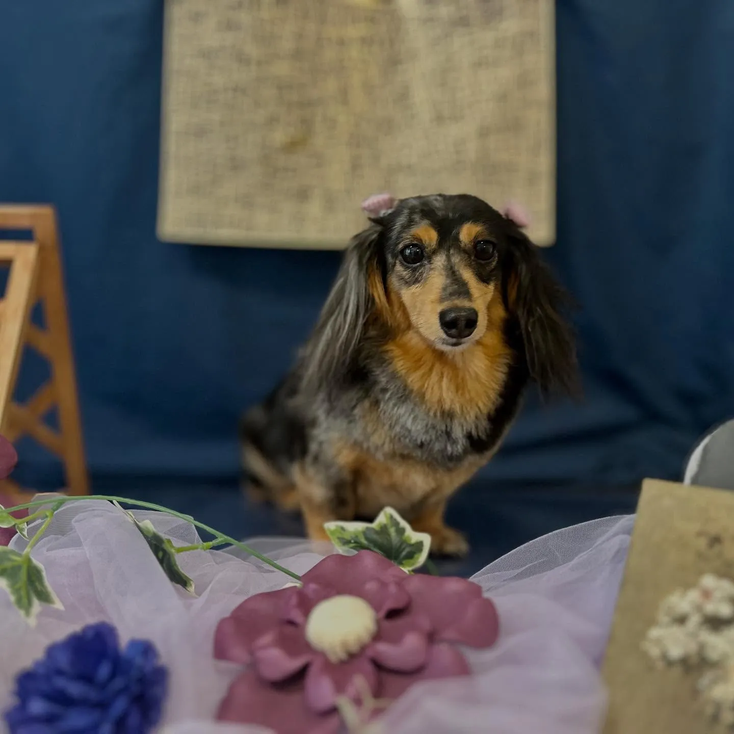 ようやく今月のトリミングに来てくれたわんこたち🙌💕