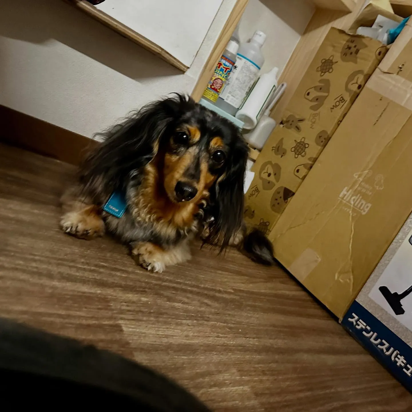 ようやく今月のトリミングに来てくれたわんこたち🙌💕