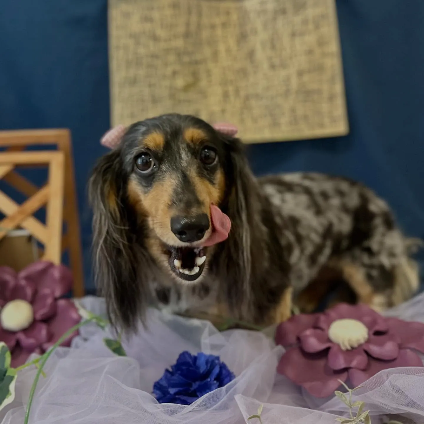 ようやく今月のトリミングに来てくれたわんこたち🙌💕