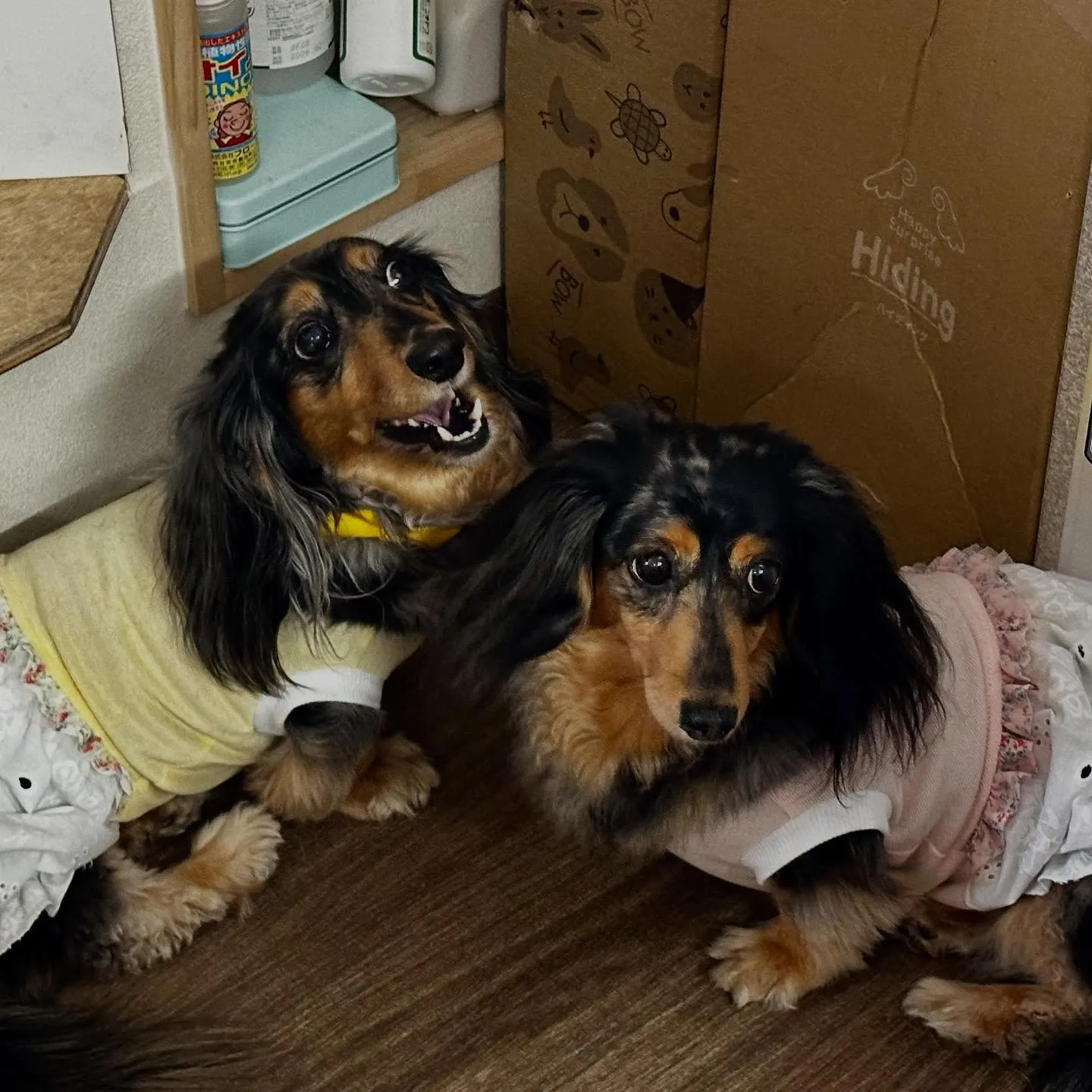 ようやく今月のトリミングに来てくれたわんこたち🙌💕