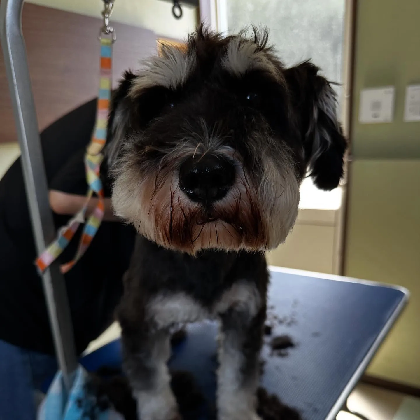 ようやく今月のトリミングに来てくれたわんこたち🙌💕