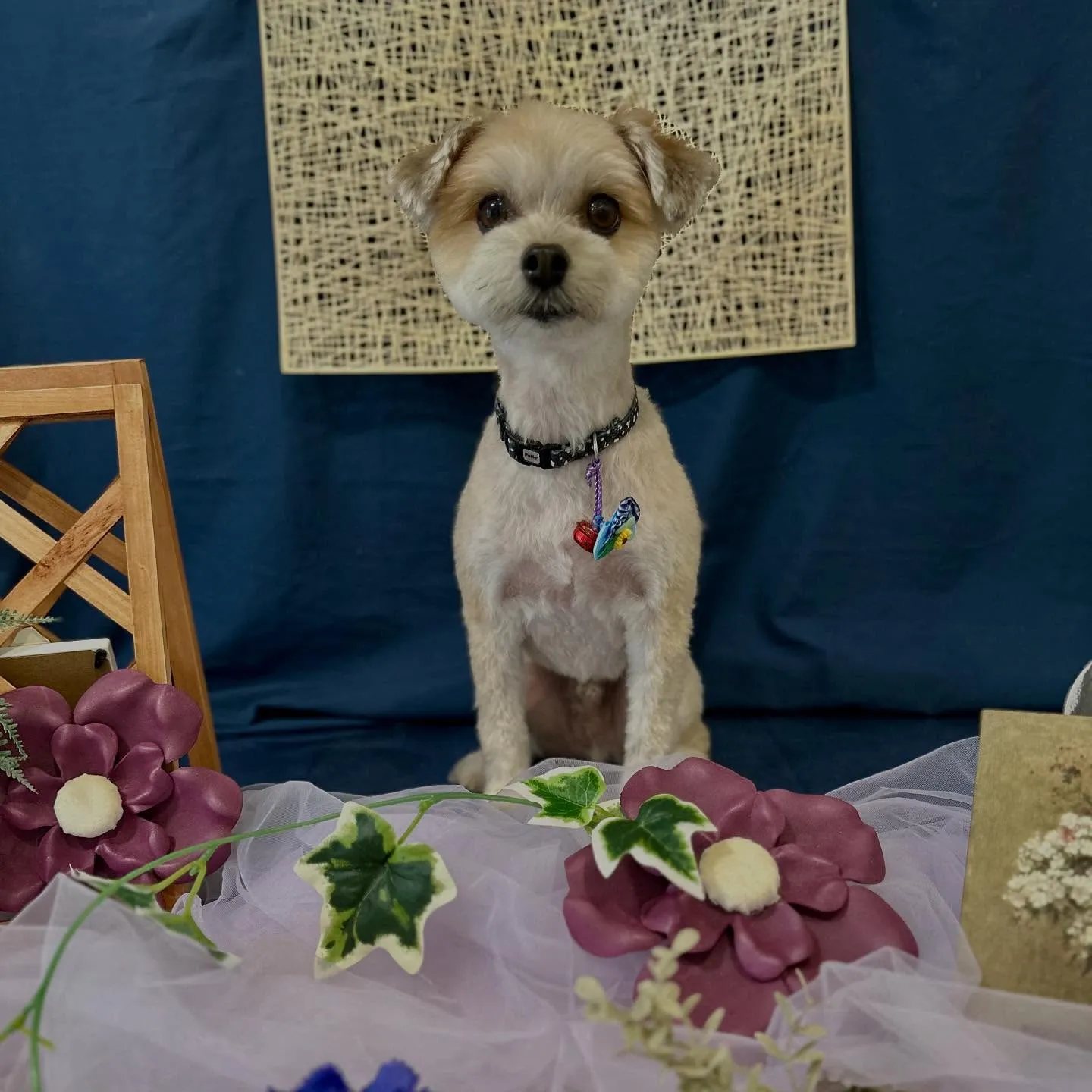 ようやく今月のトリミングに来てくれたわんこたち🙌💕