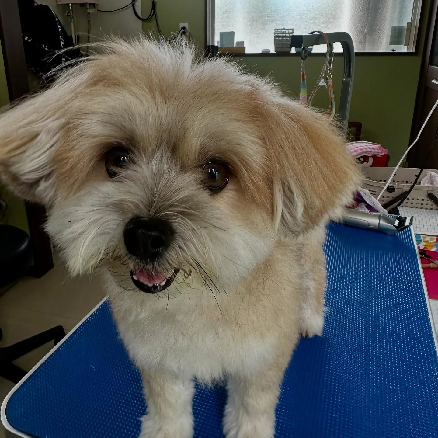 ようやく今月のトリミングに来てくれたわんこたち🙌💕