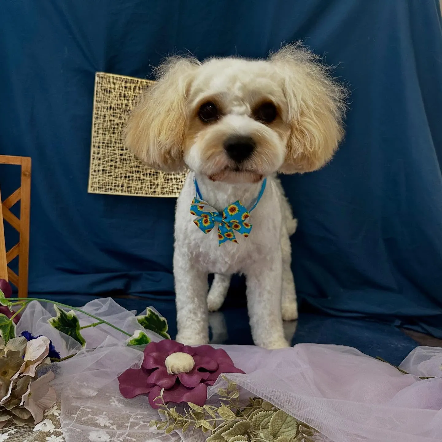 ようやく今月のトリミングに来てくれたわんこたち🙌💕