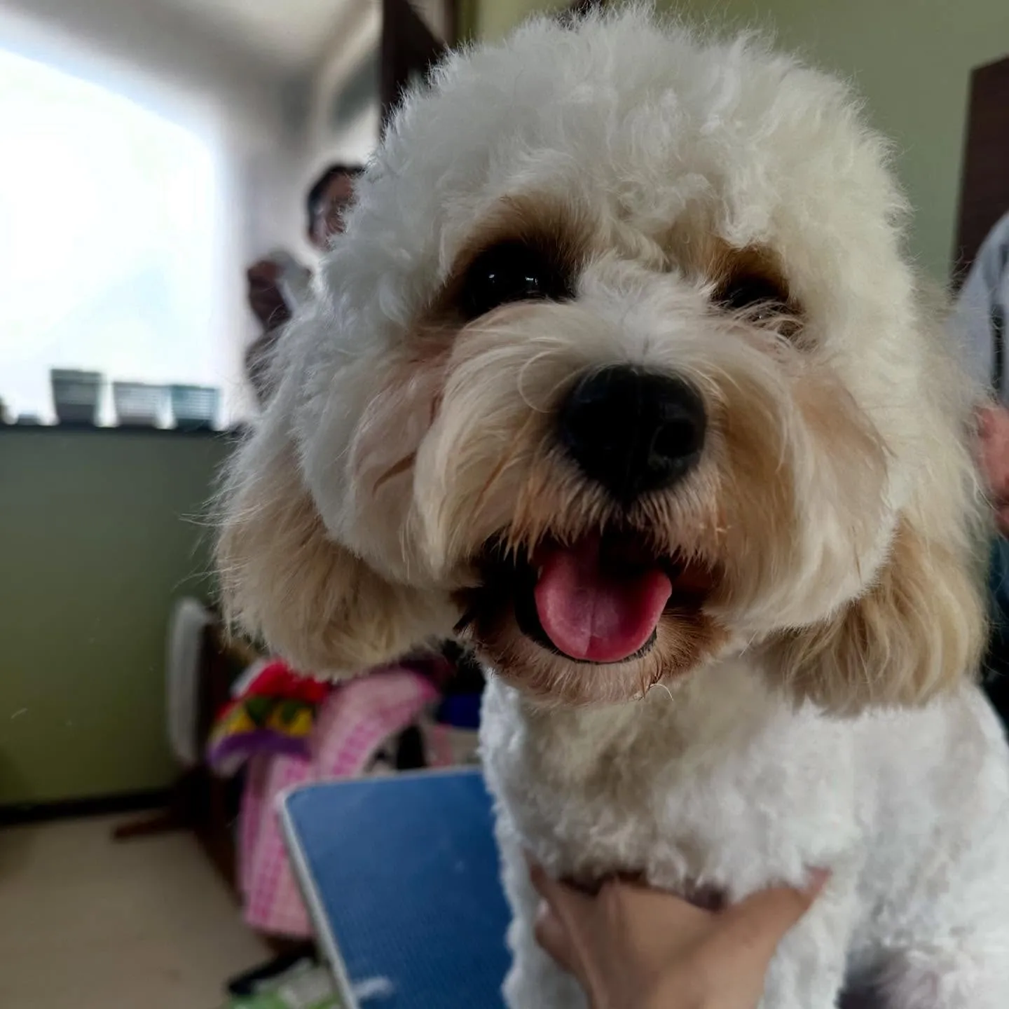 ようやく今月のトリミングに来てくれたわんこたち🙌💕