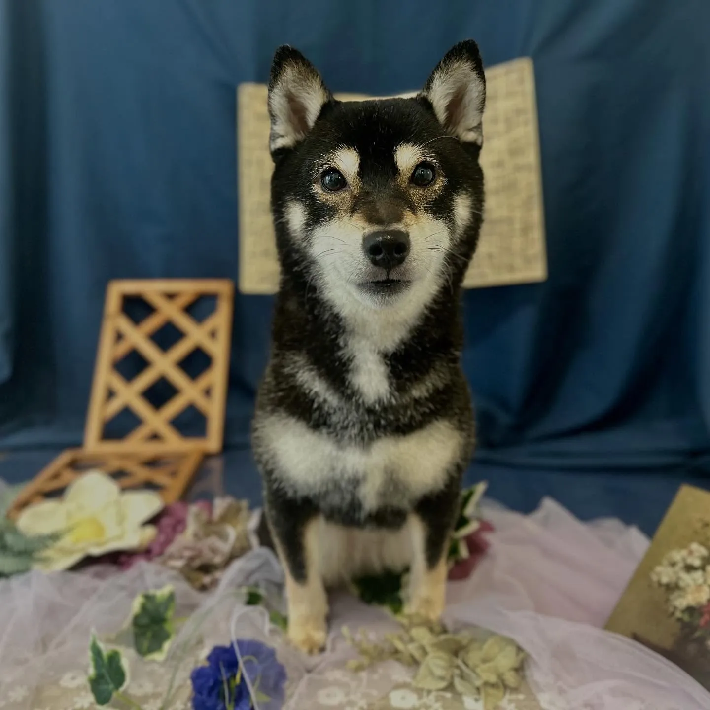 トリミングのセットメニューをご利用頂いたわんこたちです🐾