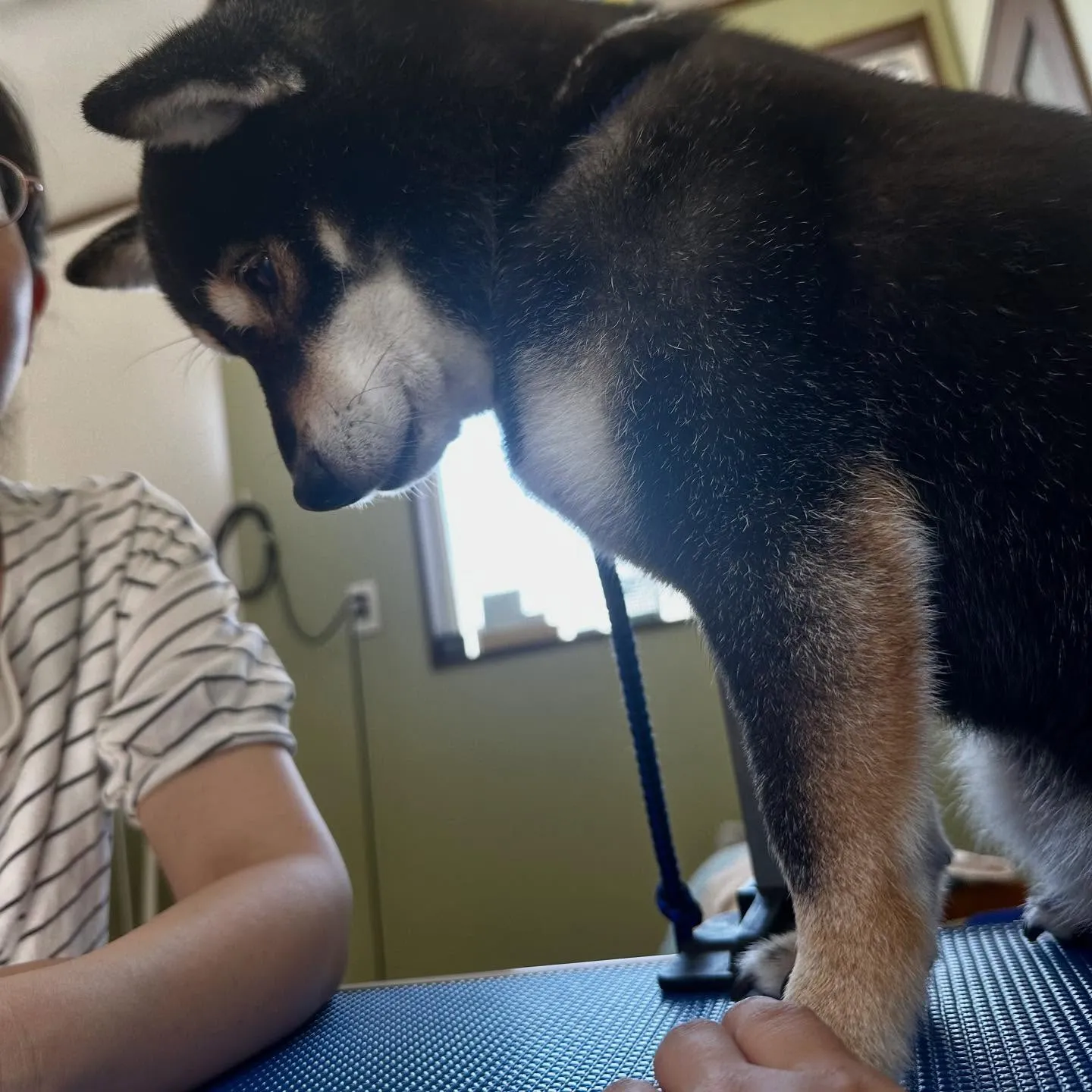 トリミングのセットメニューをご利用頂いたわんこたちです🐾