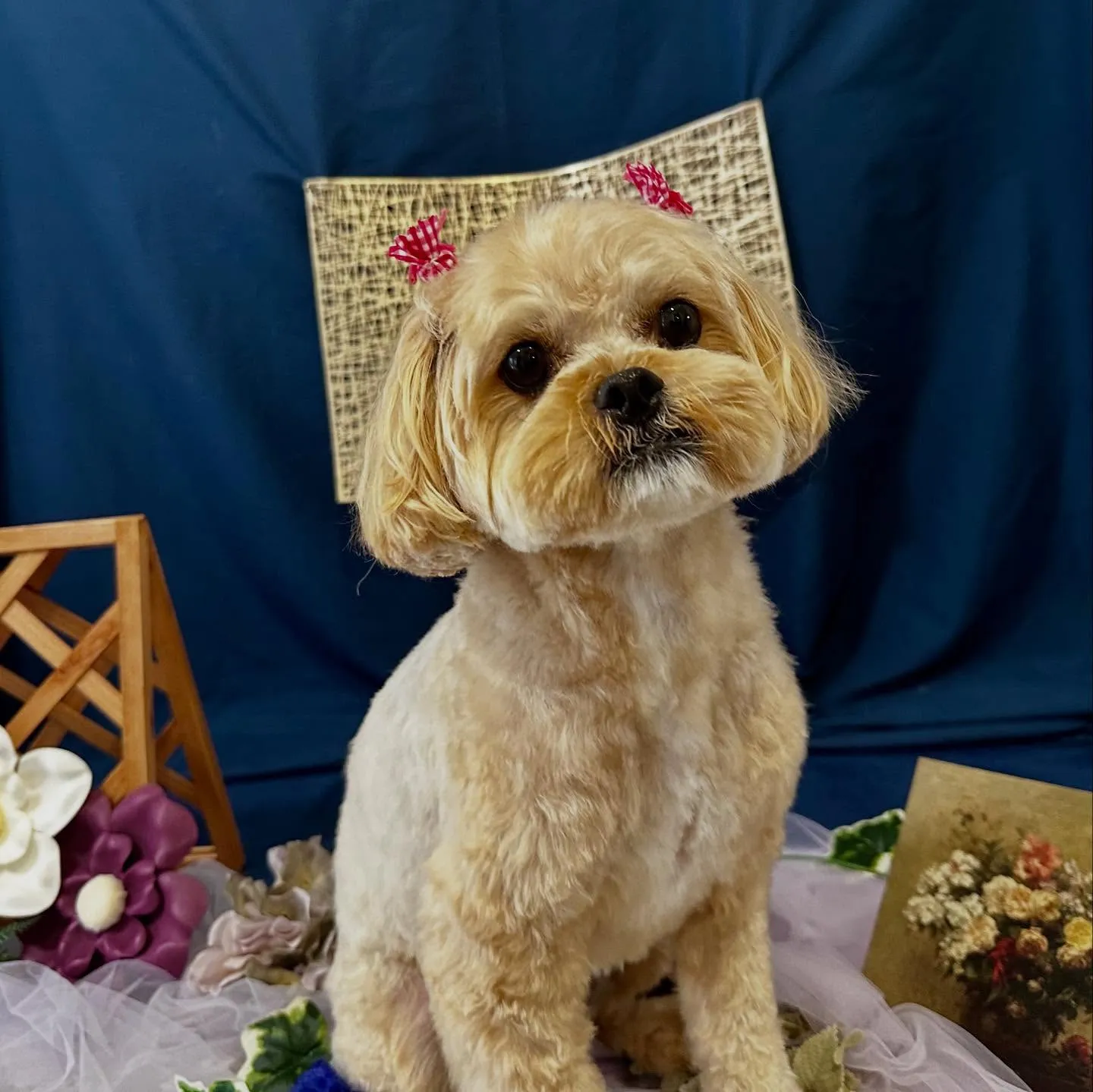 トリミングのセットメニューをご利用頂いたわんこたちです🐾