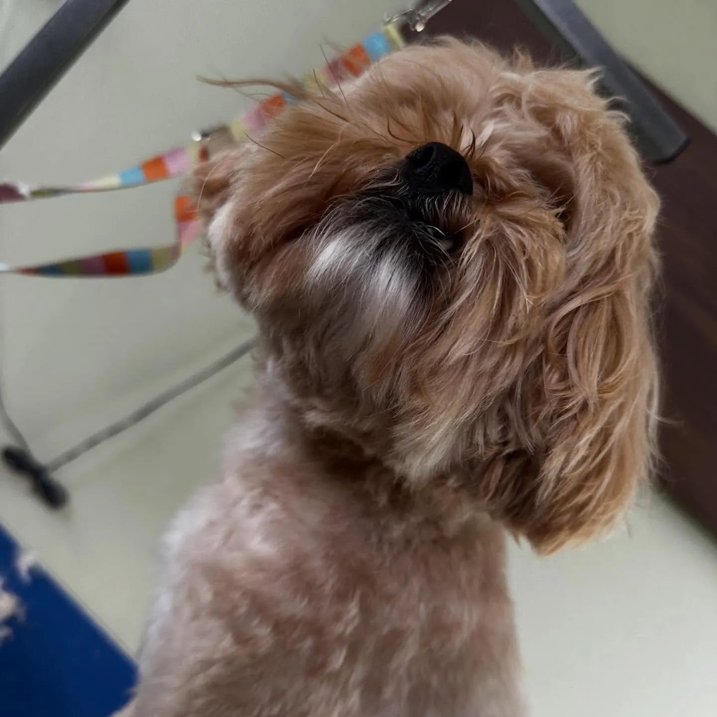 トリミングのセットメニューをご利用頂いたわんこたちです🐾