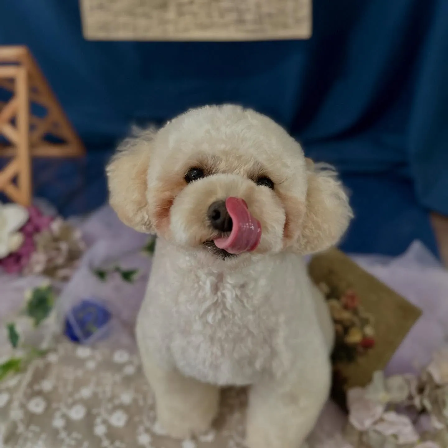 トリミングのセットメニューをご利用頂いたわんこたちです🐾