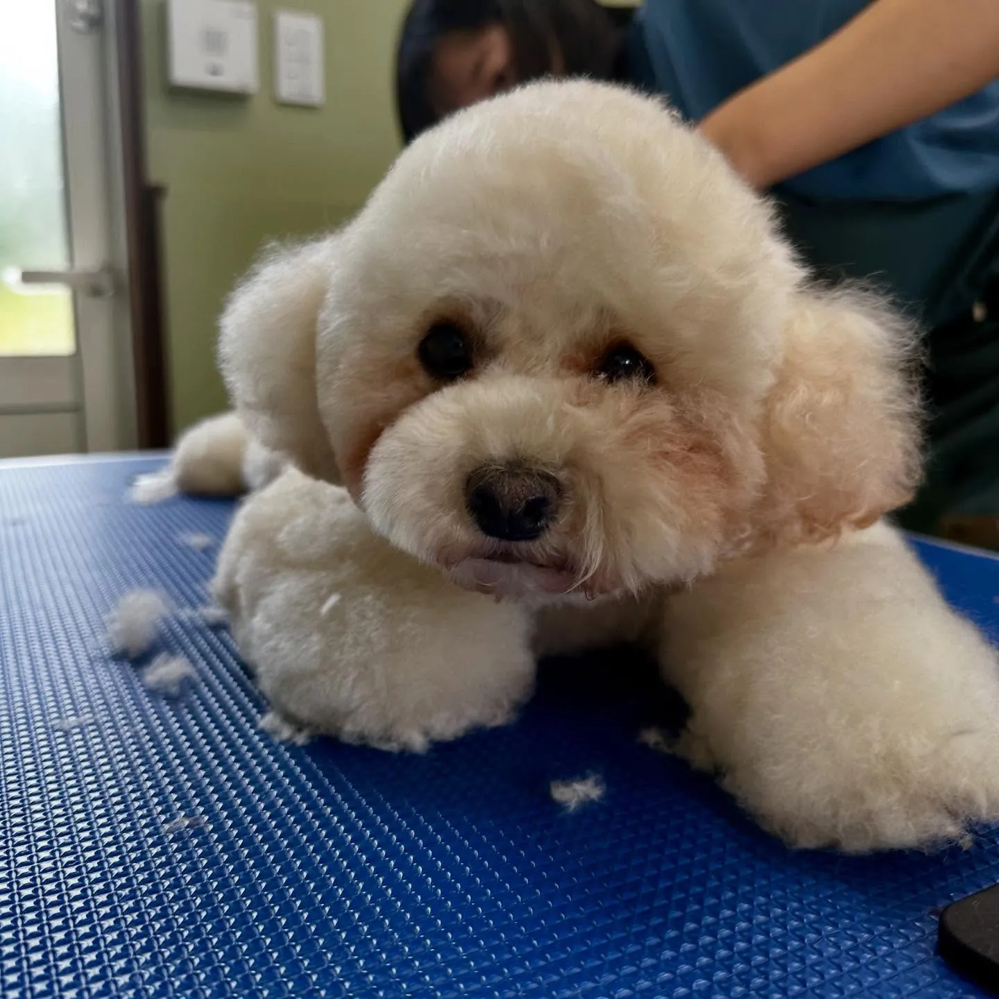 トリミングのセットメニューをご利用頂いたわんこたちです🐾