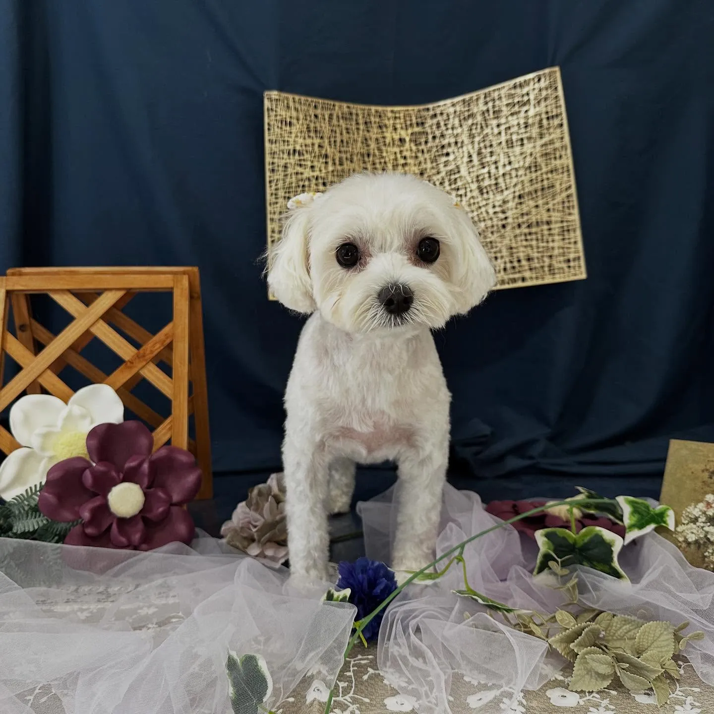 トリミングのセットメニューをご利用頂いたわんこたちです🐾