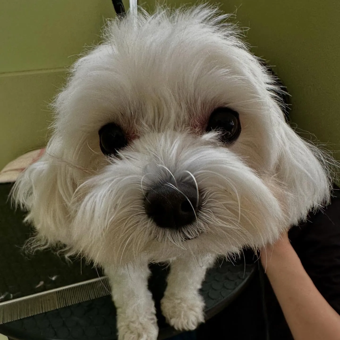 トリミングのセットメニューをご利用頂いたわんこたちです🐾