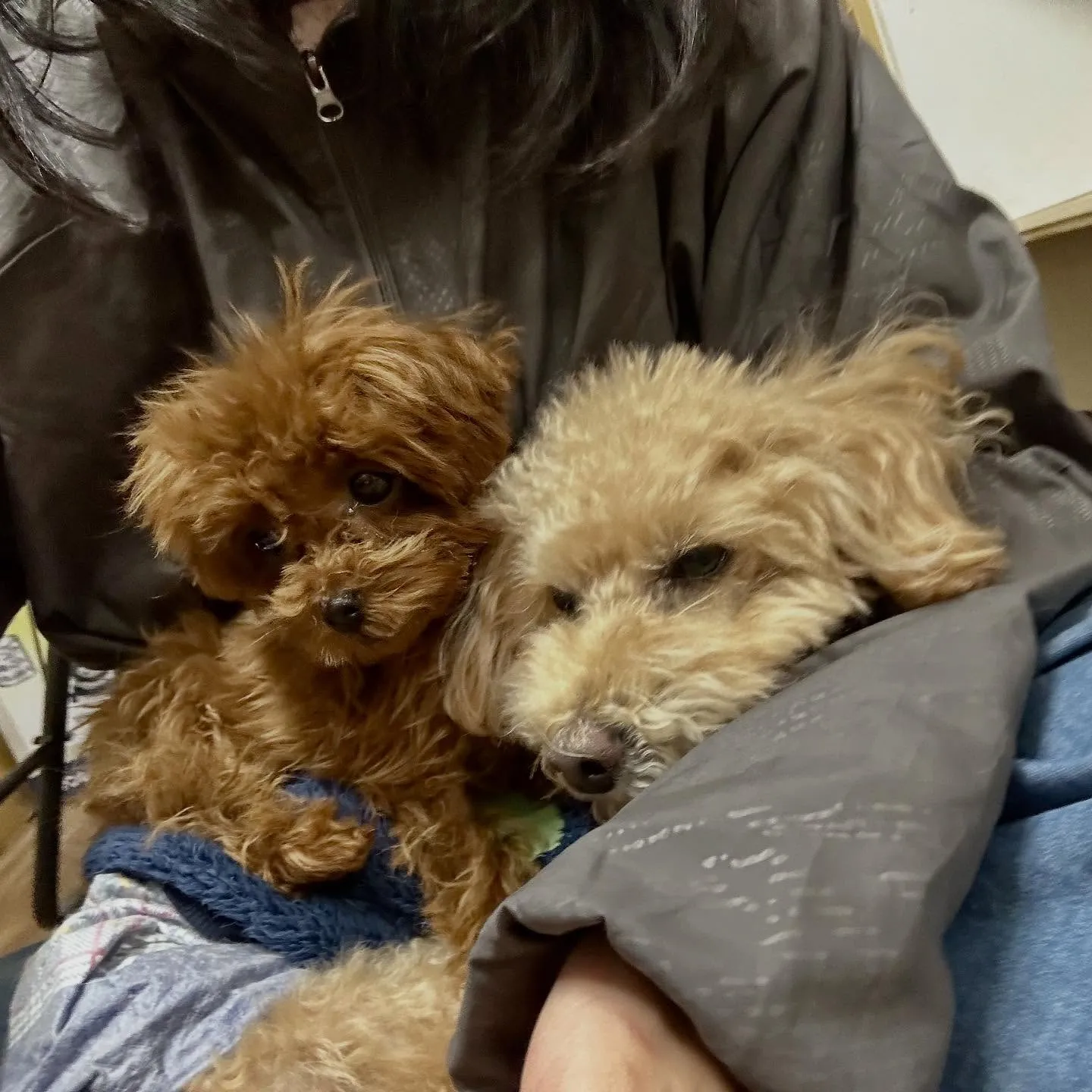 入会してくれたむくちゃんです🎶