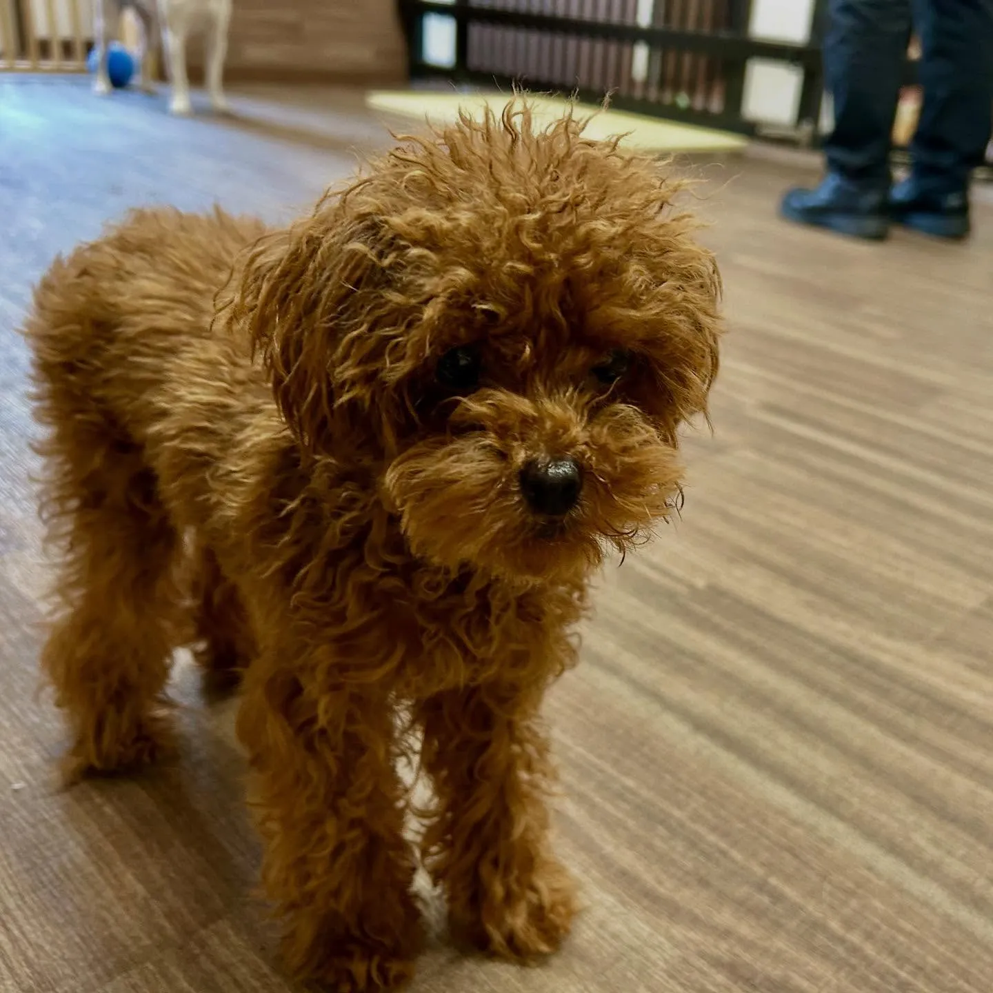 入会してくれたむくちゃんです🎶