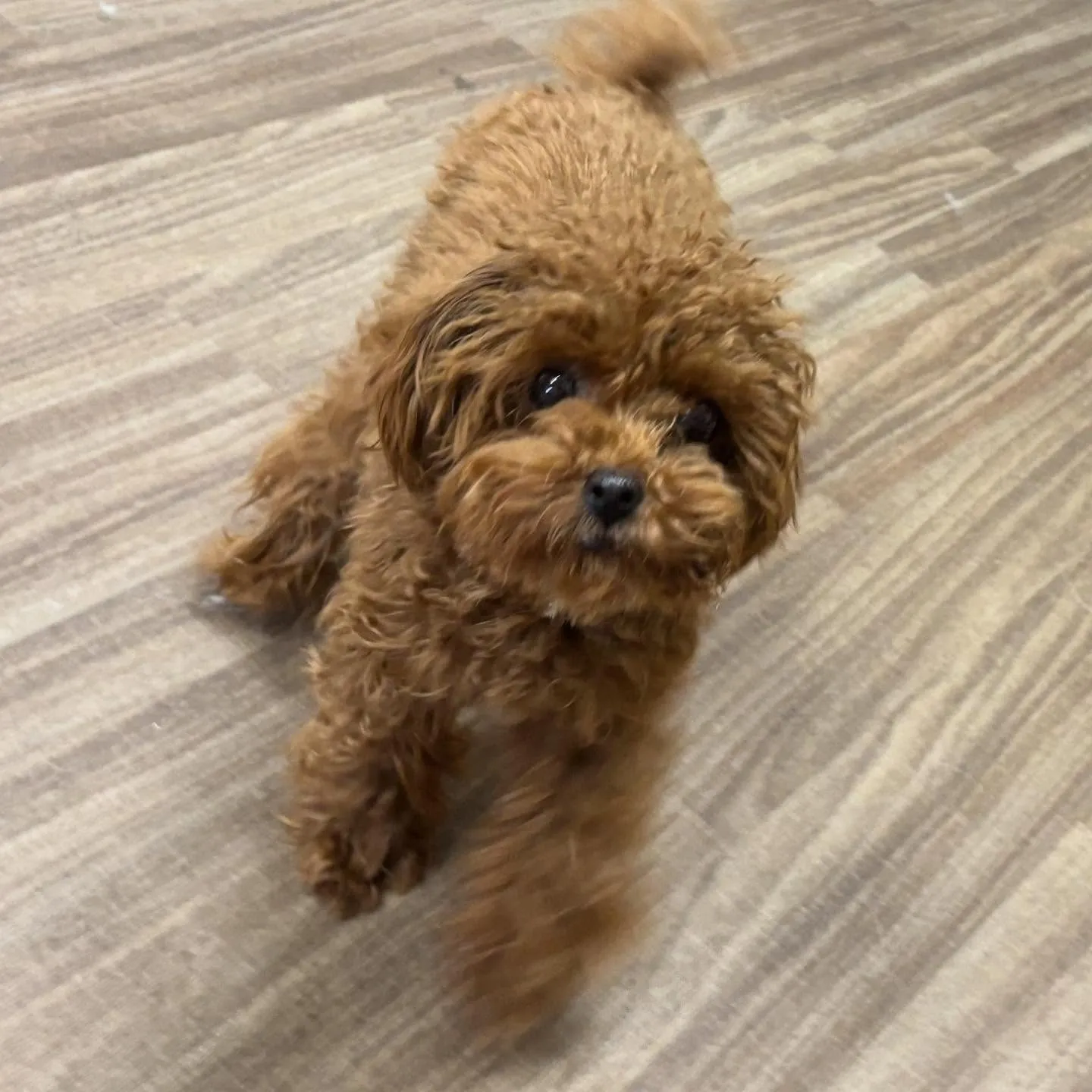 入会してくれたむくちゃんです🎶