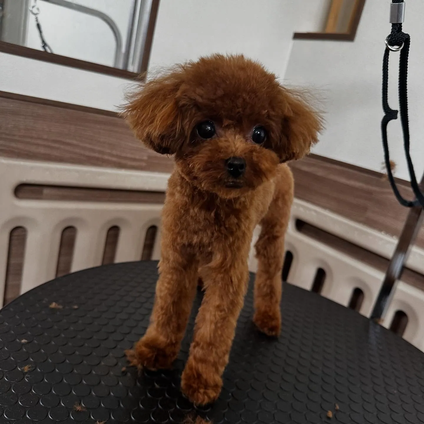 入会してくれたむくちゃんです🎶