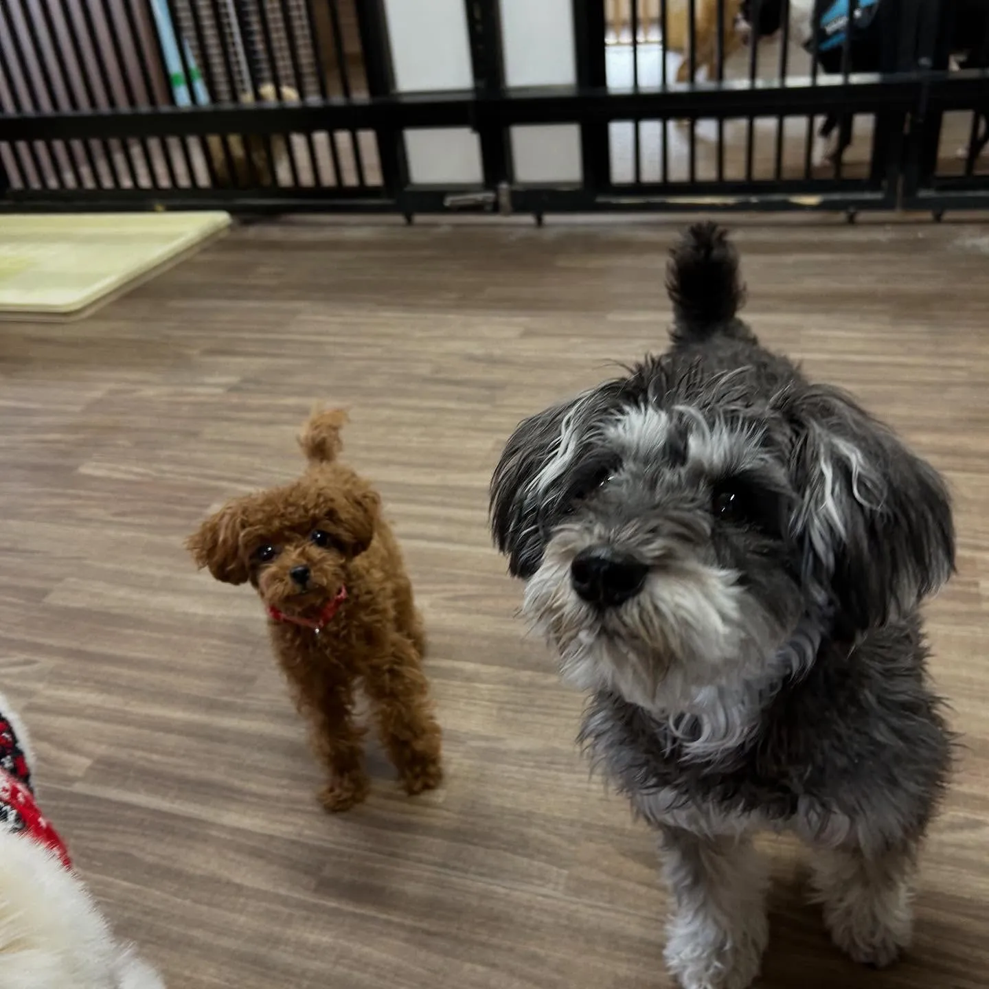 入会してくれたむくちゃんです🎶