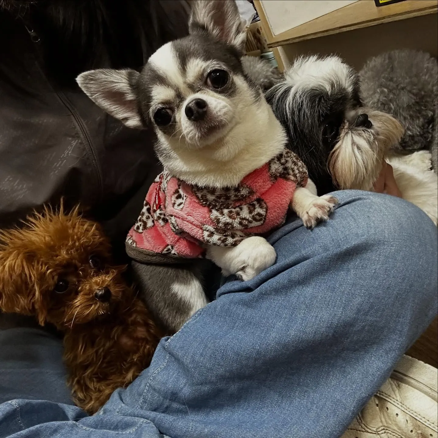 入会してくれたむくちゃんです🎶