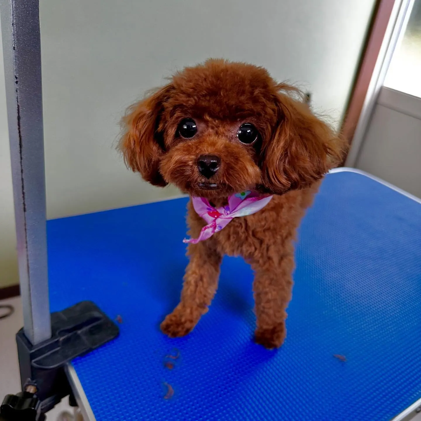 入会してくれたむくちゃんです🎶