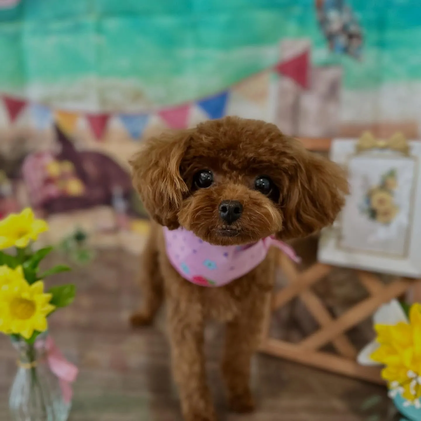 入会してくれたむくちゃんです🎶